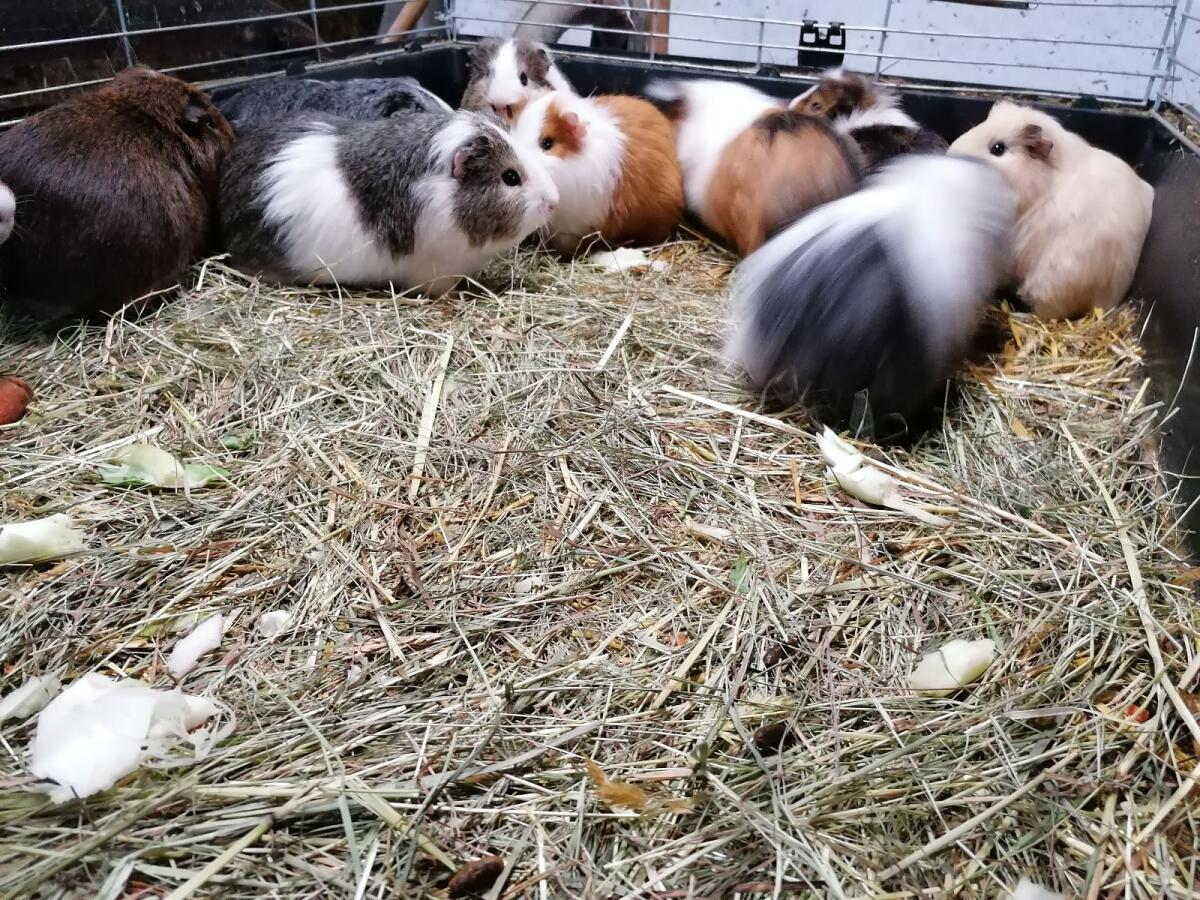 Meerschweinchen männlich 2
