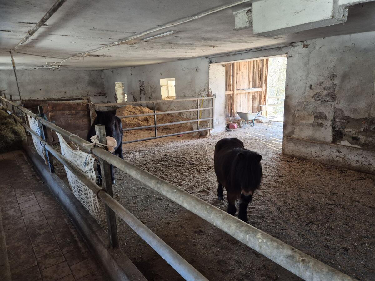 Einstellplatz im Offenstall 3