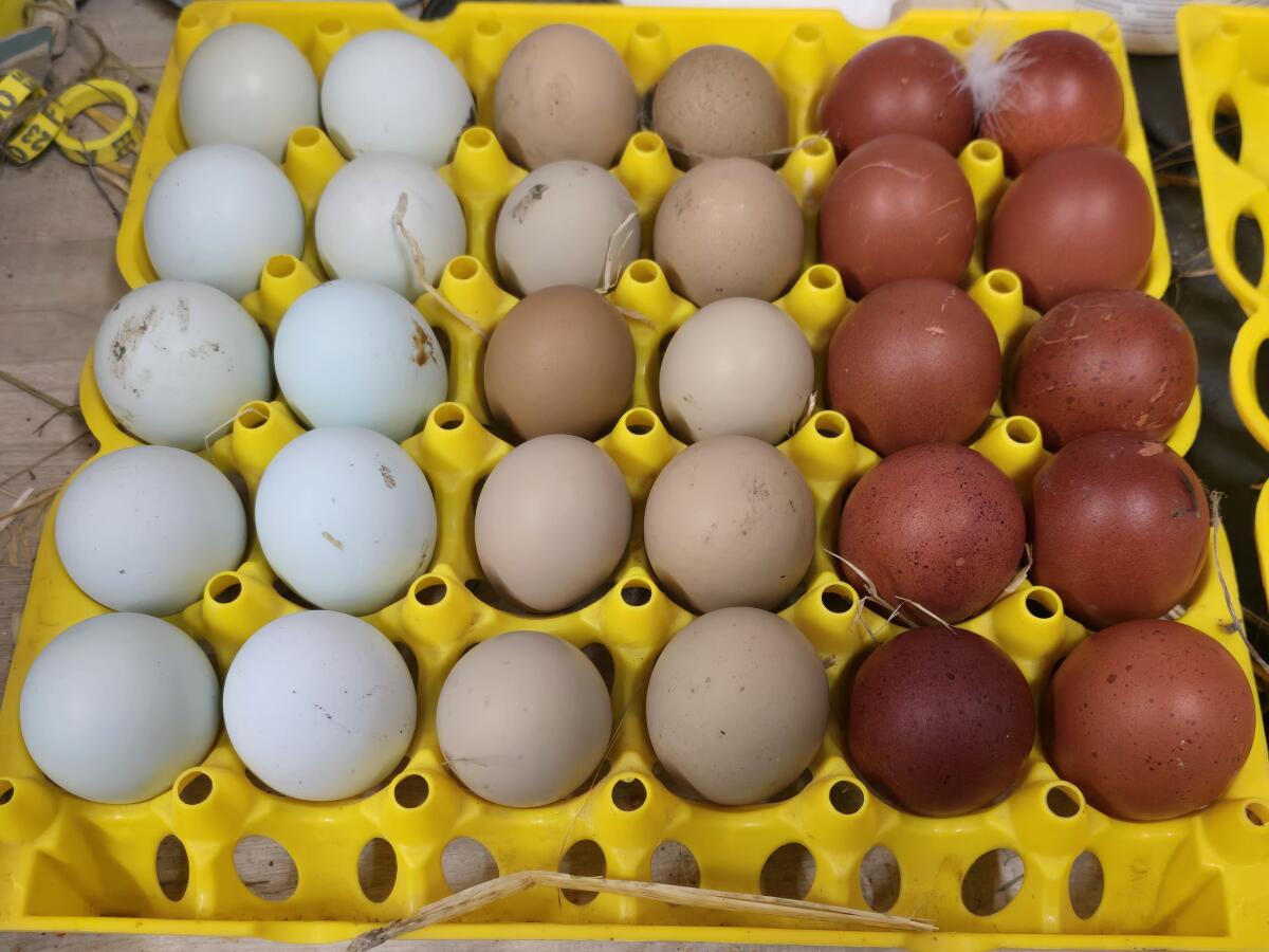 Küken zu vergeben 2