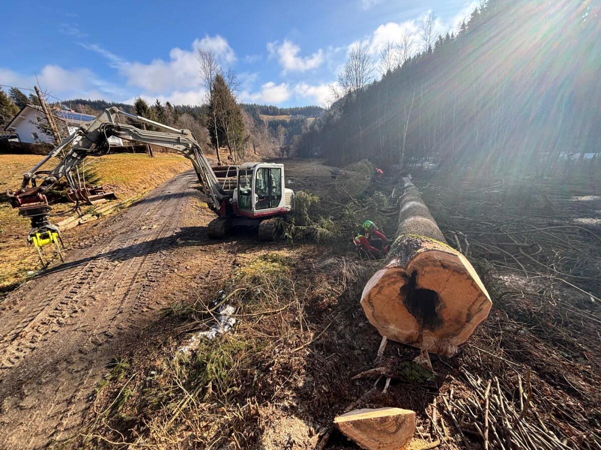 Forstservice Breitegger Rene 2