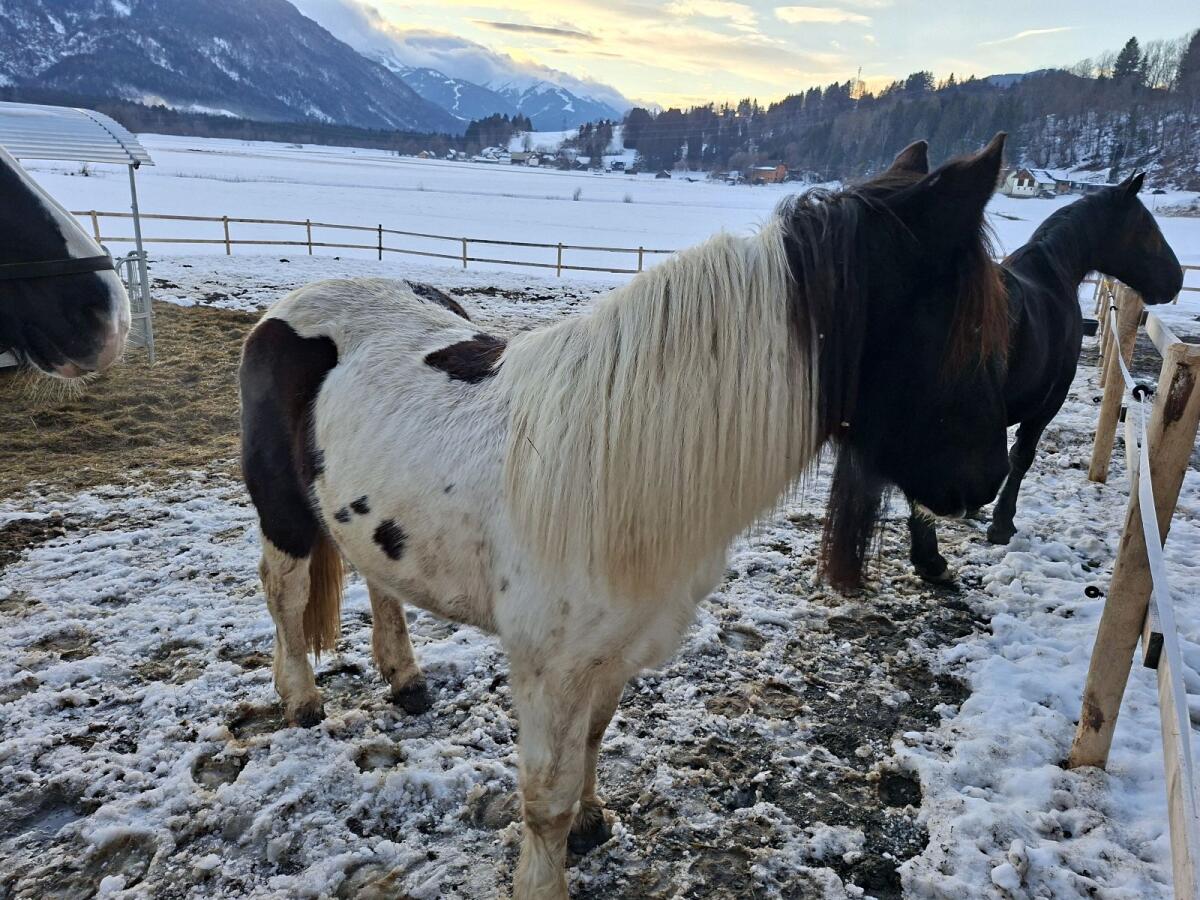 Noriker Rappscheck Jungstute 2-jährig 2