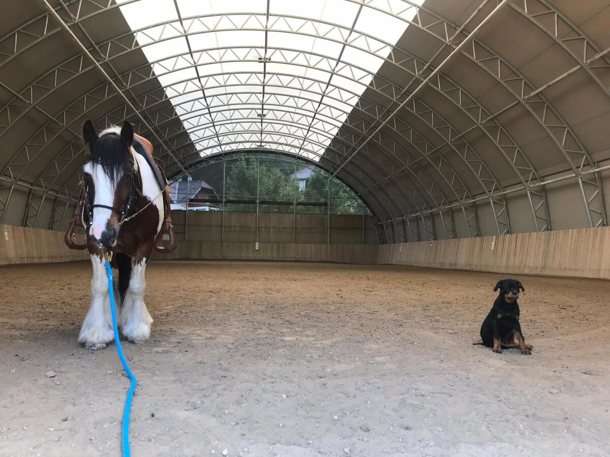 Stalltrakt für Selbstversorger zu vergeben 2