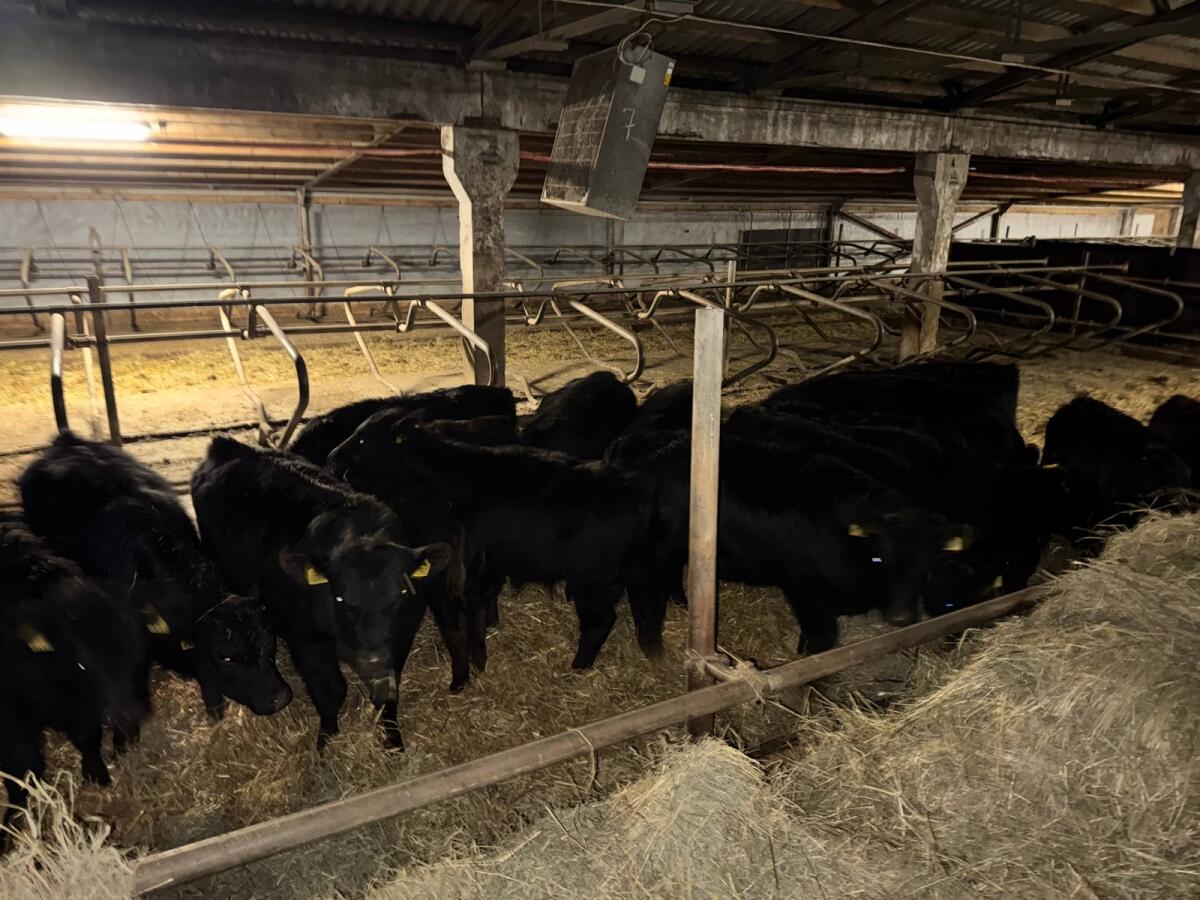 Angus Cross Cattle for Sale – Latvia 3