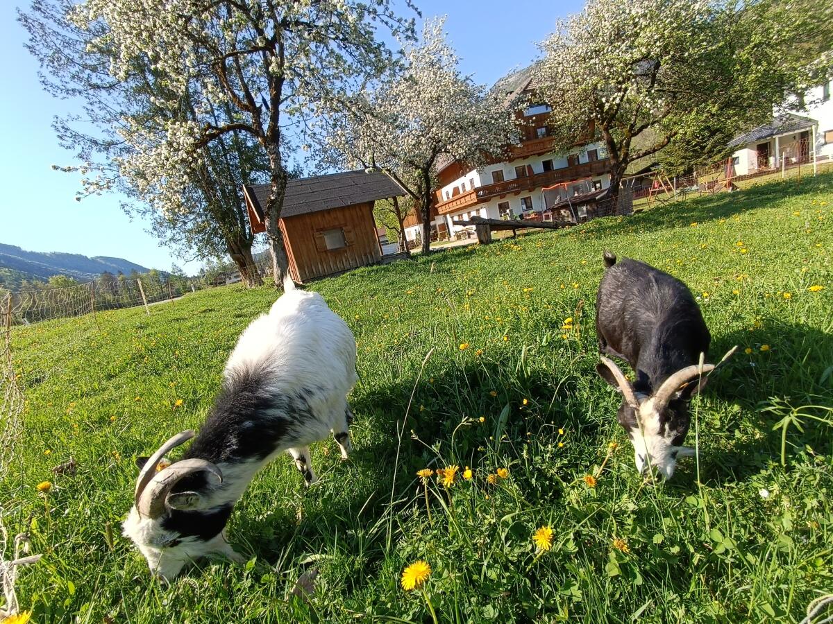 Zwergziegen 2