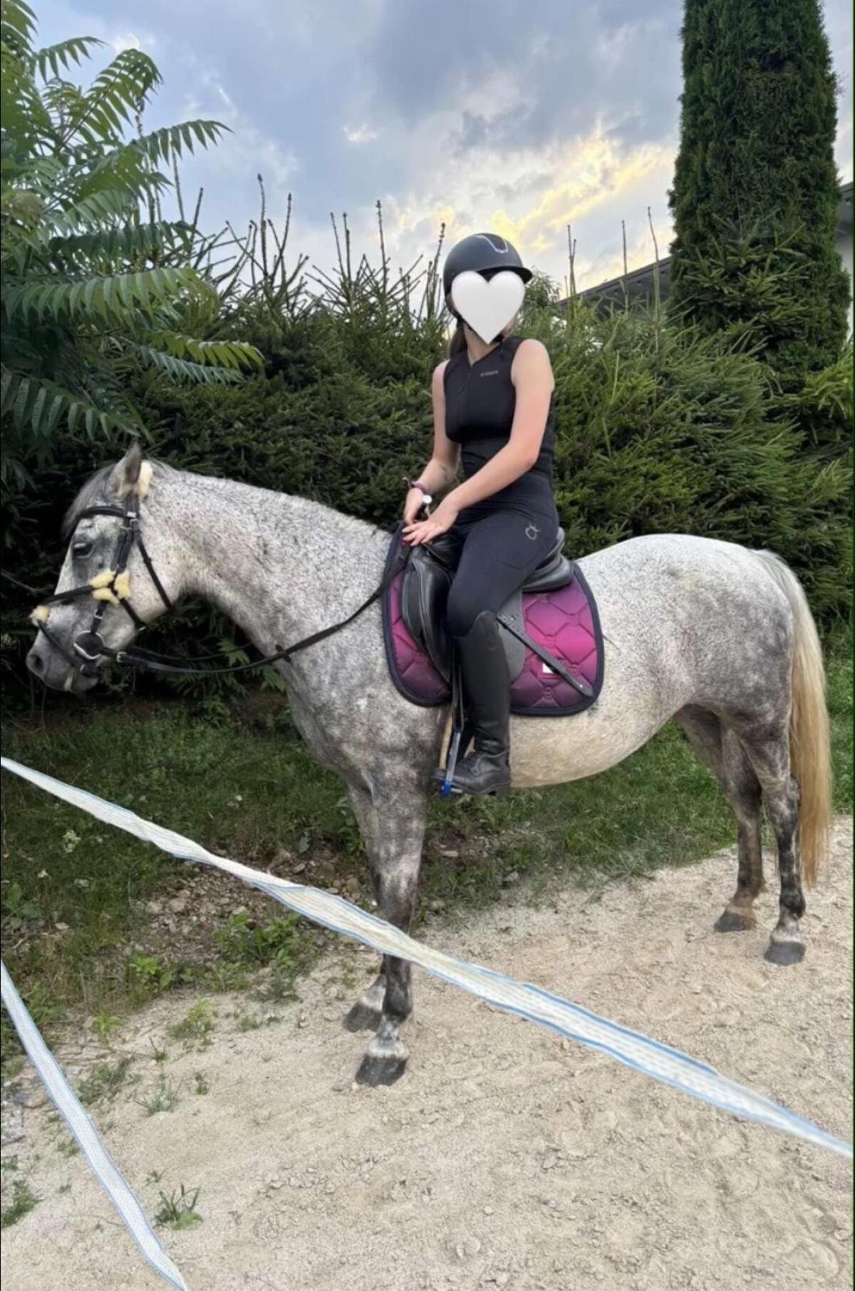 Beisteller Pony Schimmel Stute 2