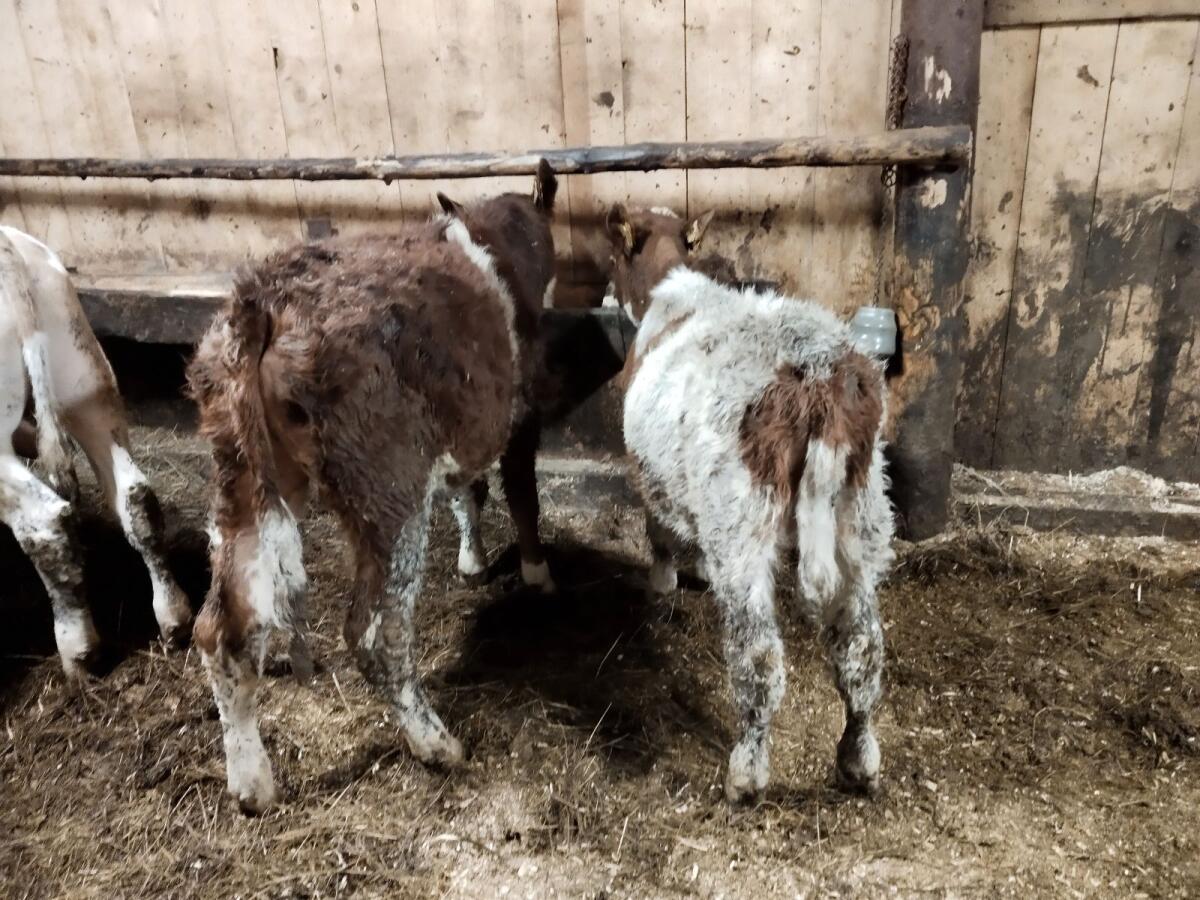 3 Freser mit ca. 4 Monaten (Stier) und ein Ochse (ps) 6 Monate 3