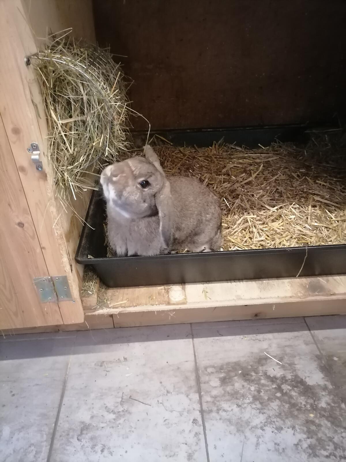 Zwergwidder Zwergkaninchen 2