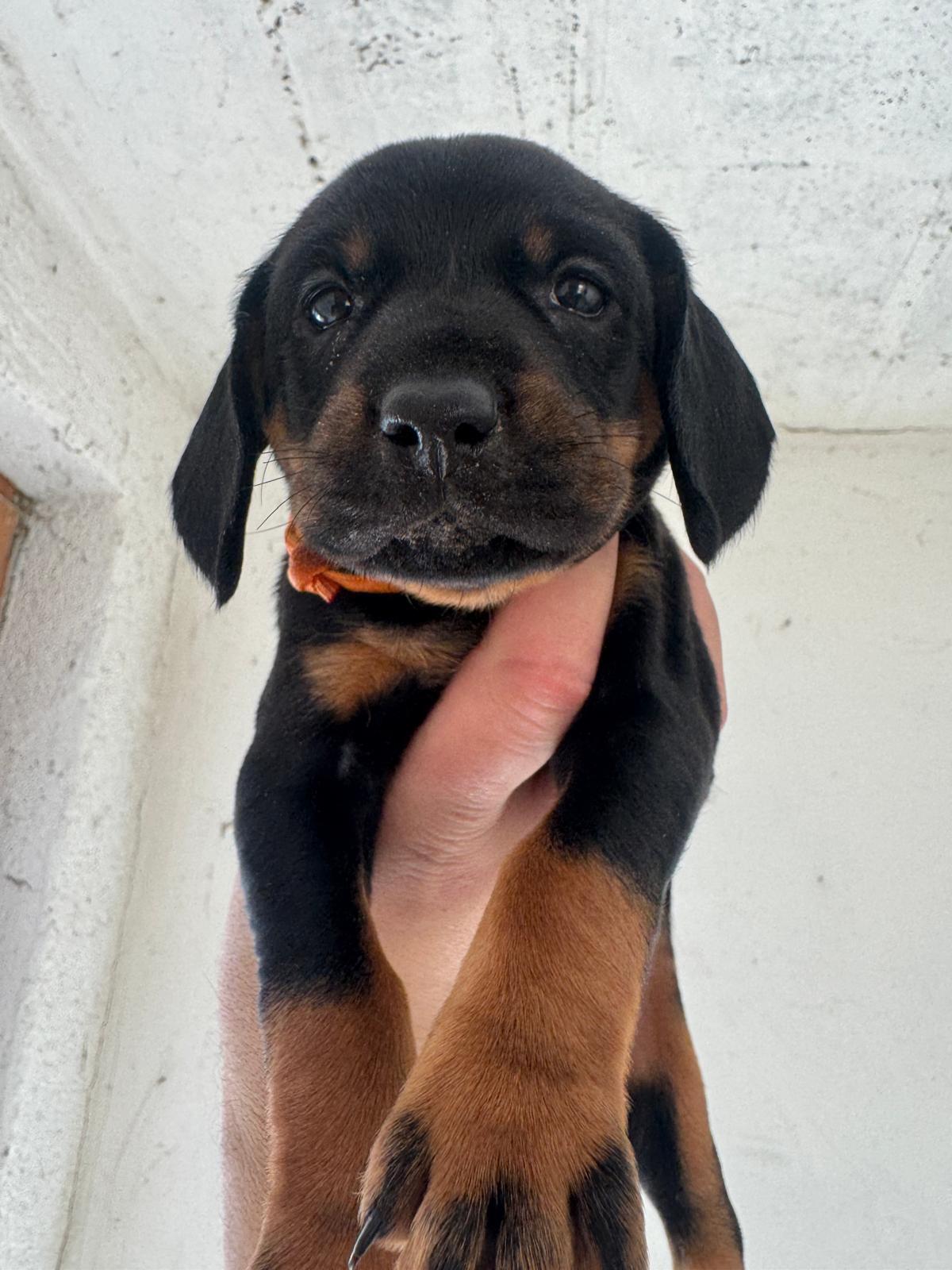 Schweißhunde Welpen 3