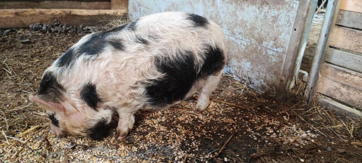 Kune Kune 3