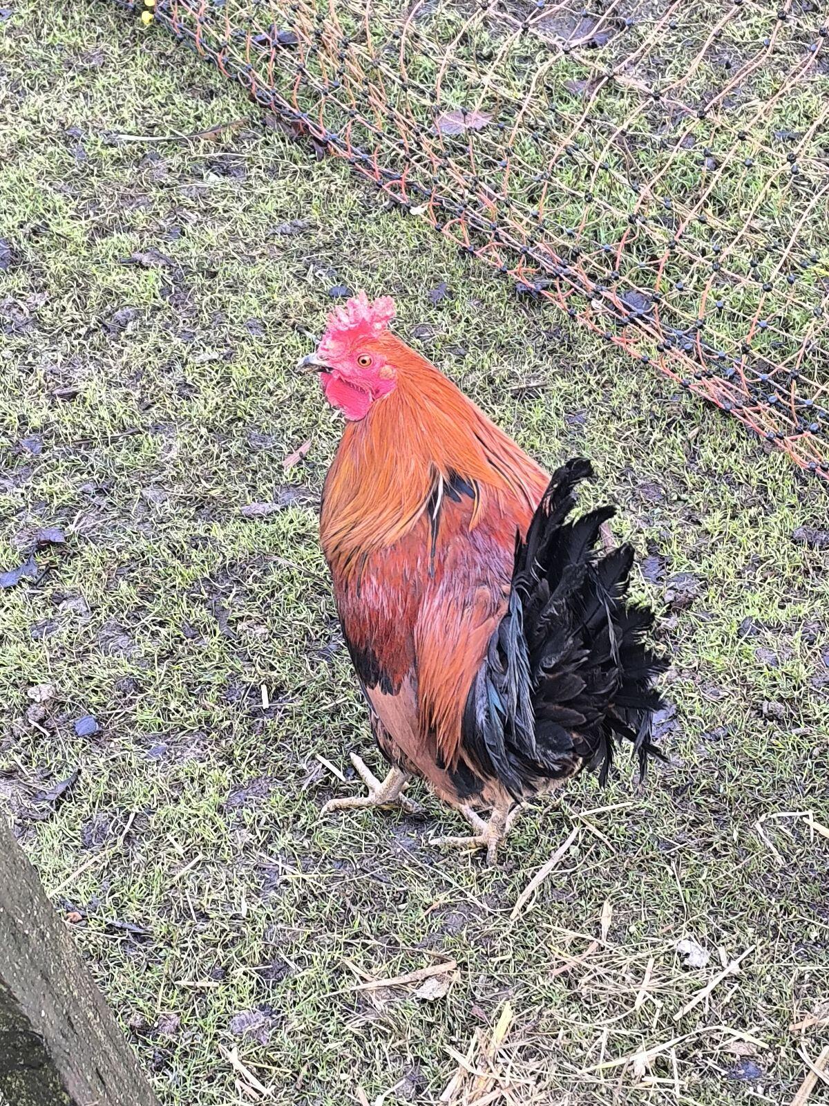 Sizilianischer Zweikammhorn-Hahn 2