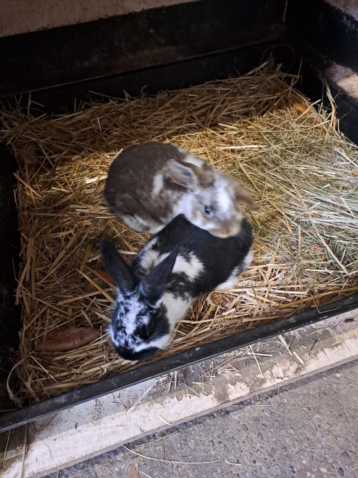 Zwerghasen zu verkaufen 2