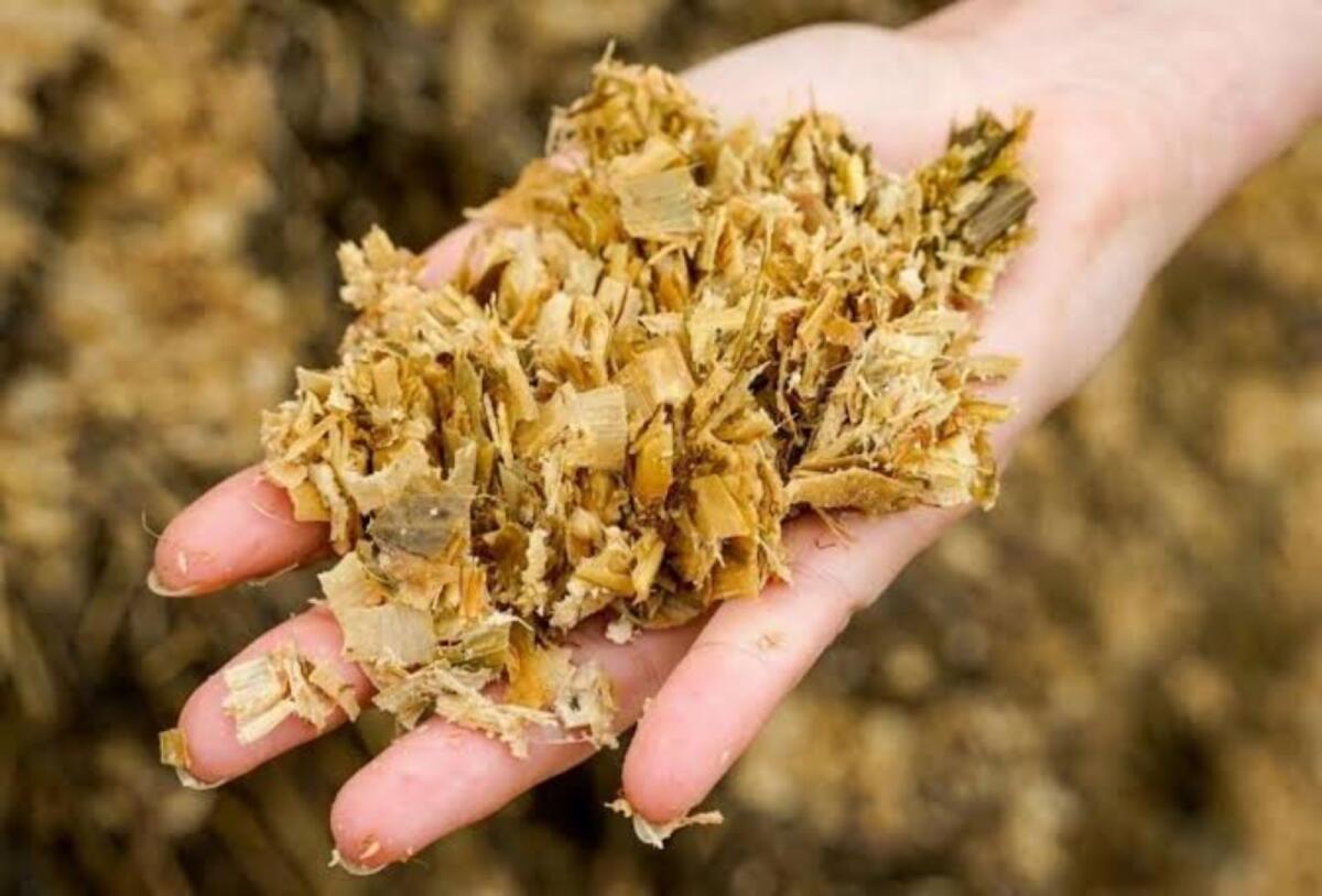 Maissilage zu verkaufen 2