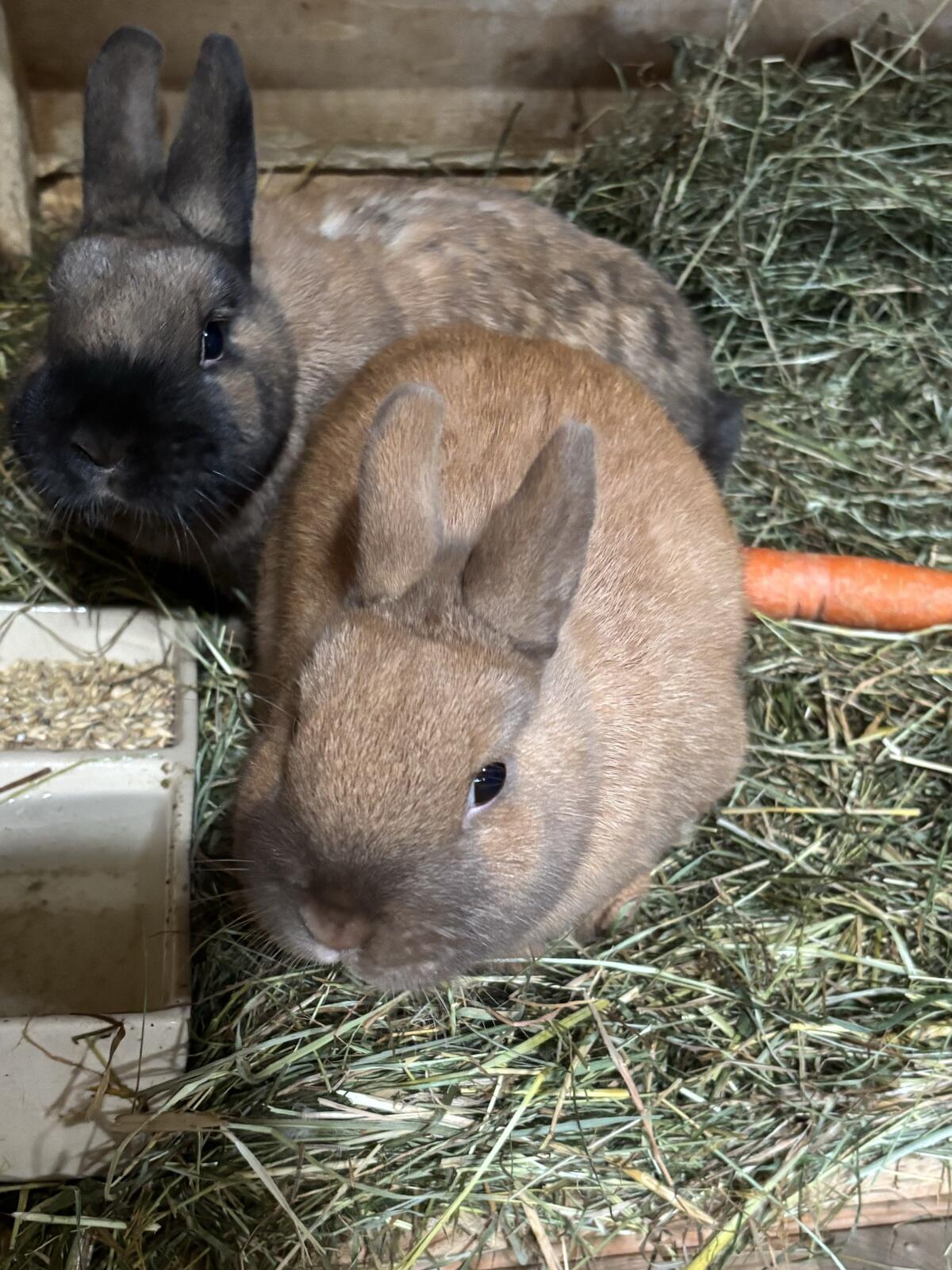 Vergebe Zwergkaninchen 2