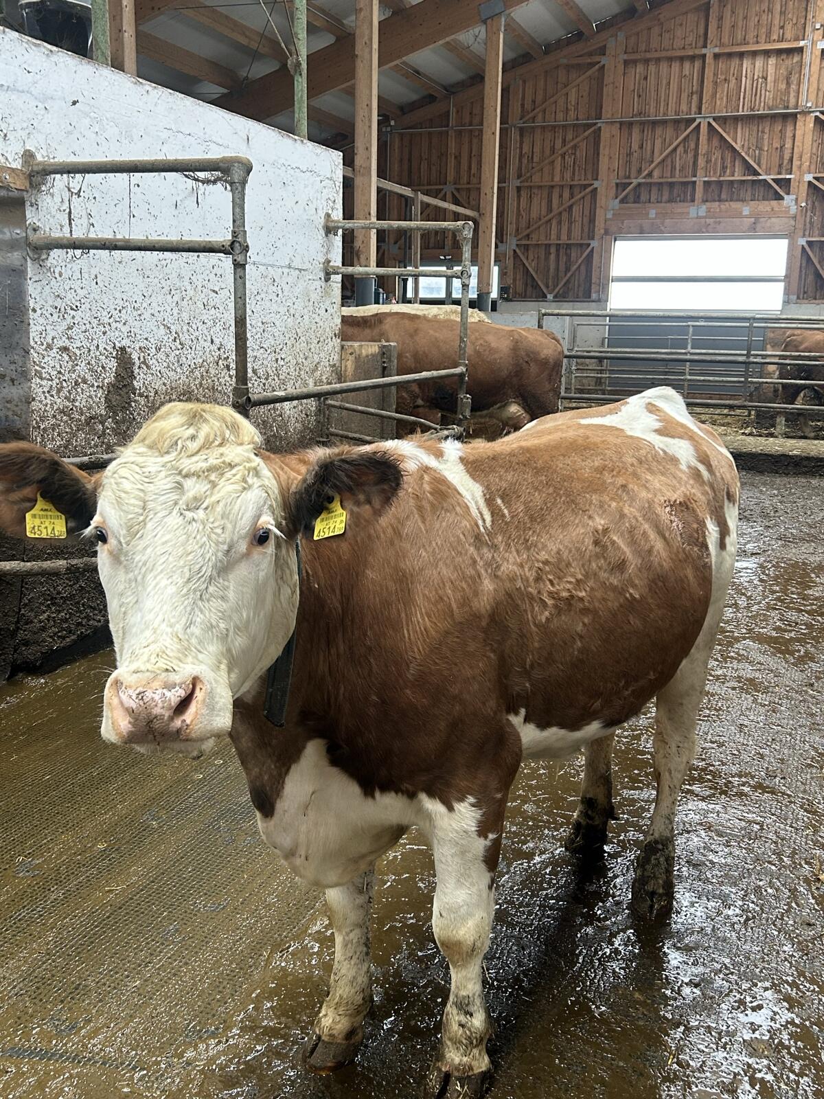 Verkaufe 2 BIO/ZZU-Fleckviehkühe 2