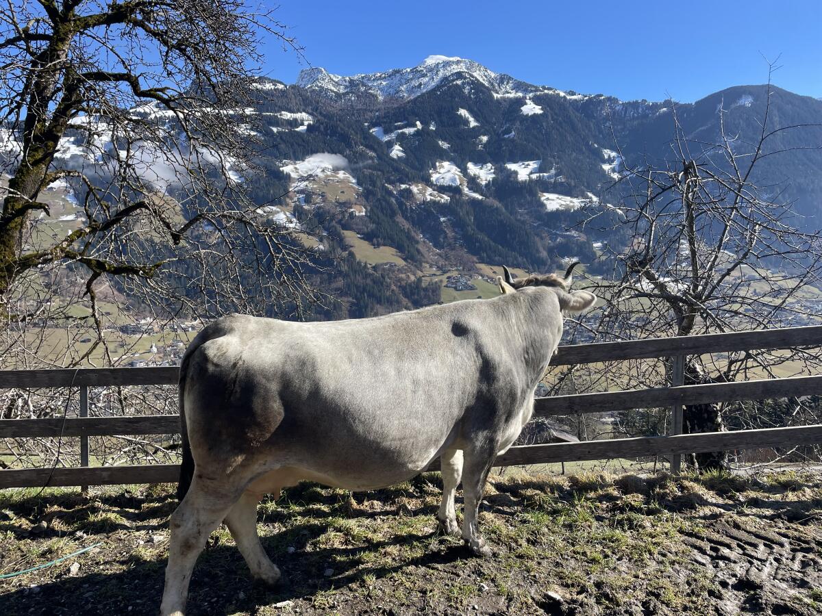 Original Braunviehkuh zu verkaufen 2