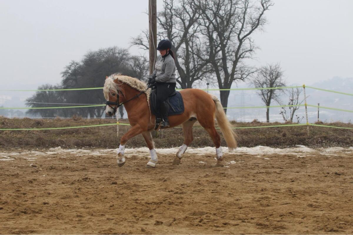 Verkaufe oder tausche Tiroler Prämienhengst liz Nostalgie 2