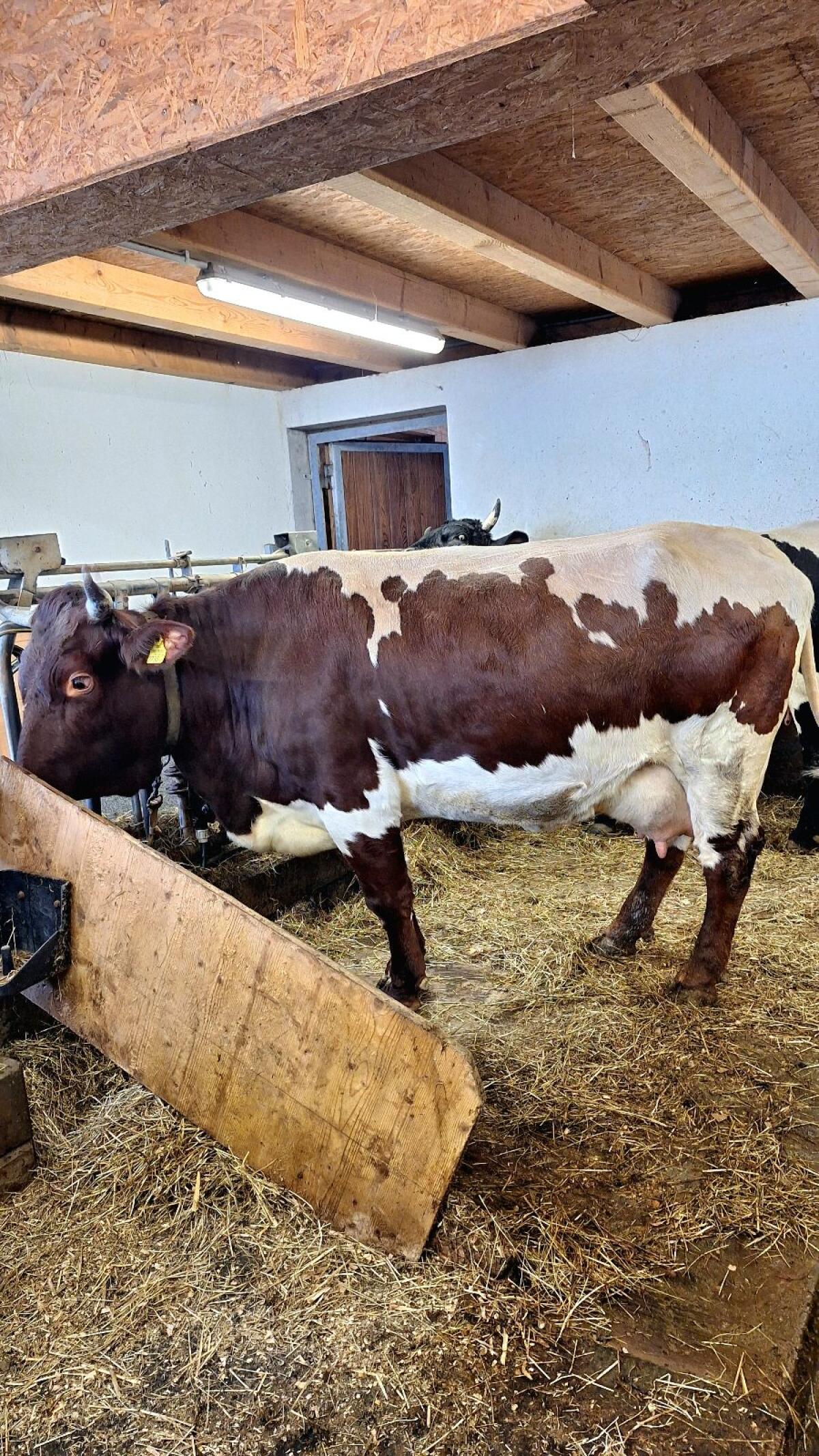 22 Pinzgauer Kühe mit Kälbern zu verkaufen. 2