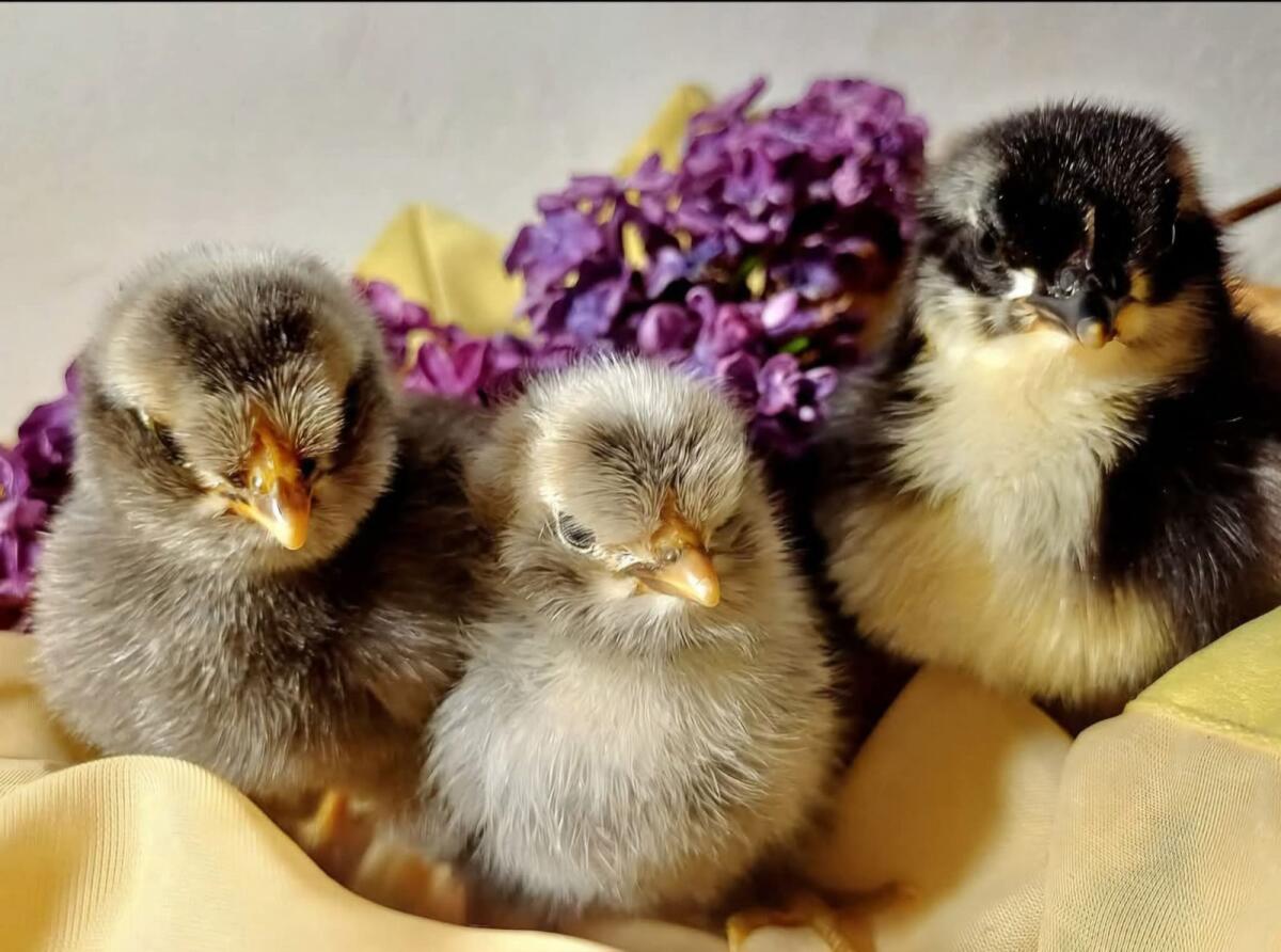 Küken von Buntlegern und Amrock 2