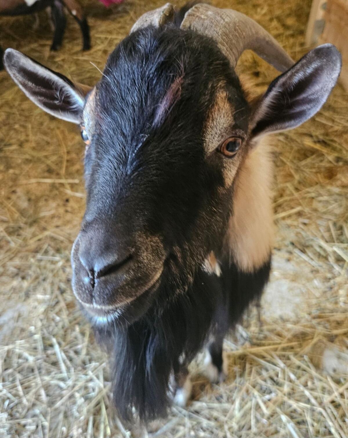 Zwergziegenbock (kastriert) 2