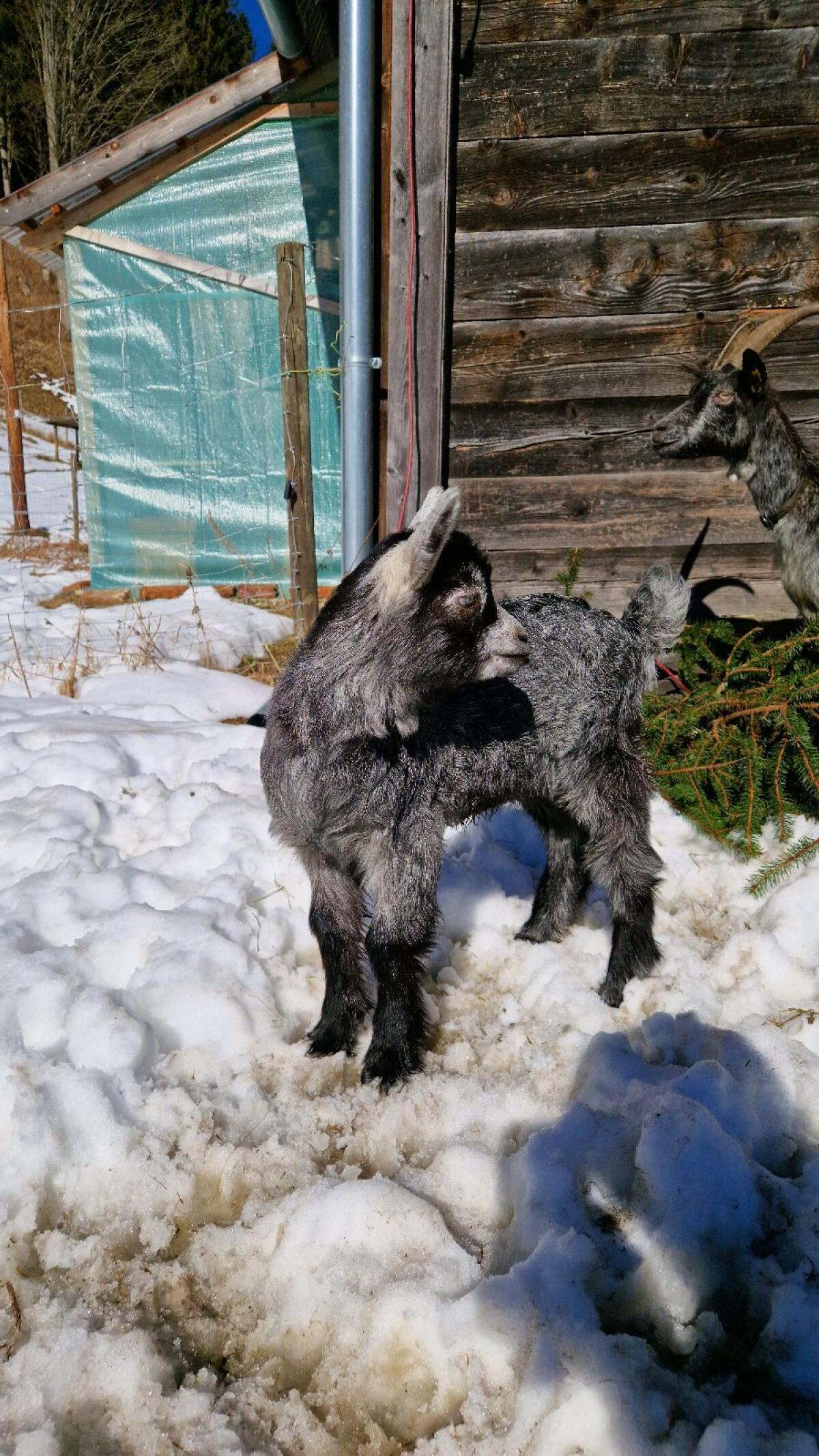 Blobe Ziegen Ziegenkitz, weiblich/männlich 3