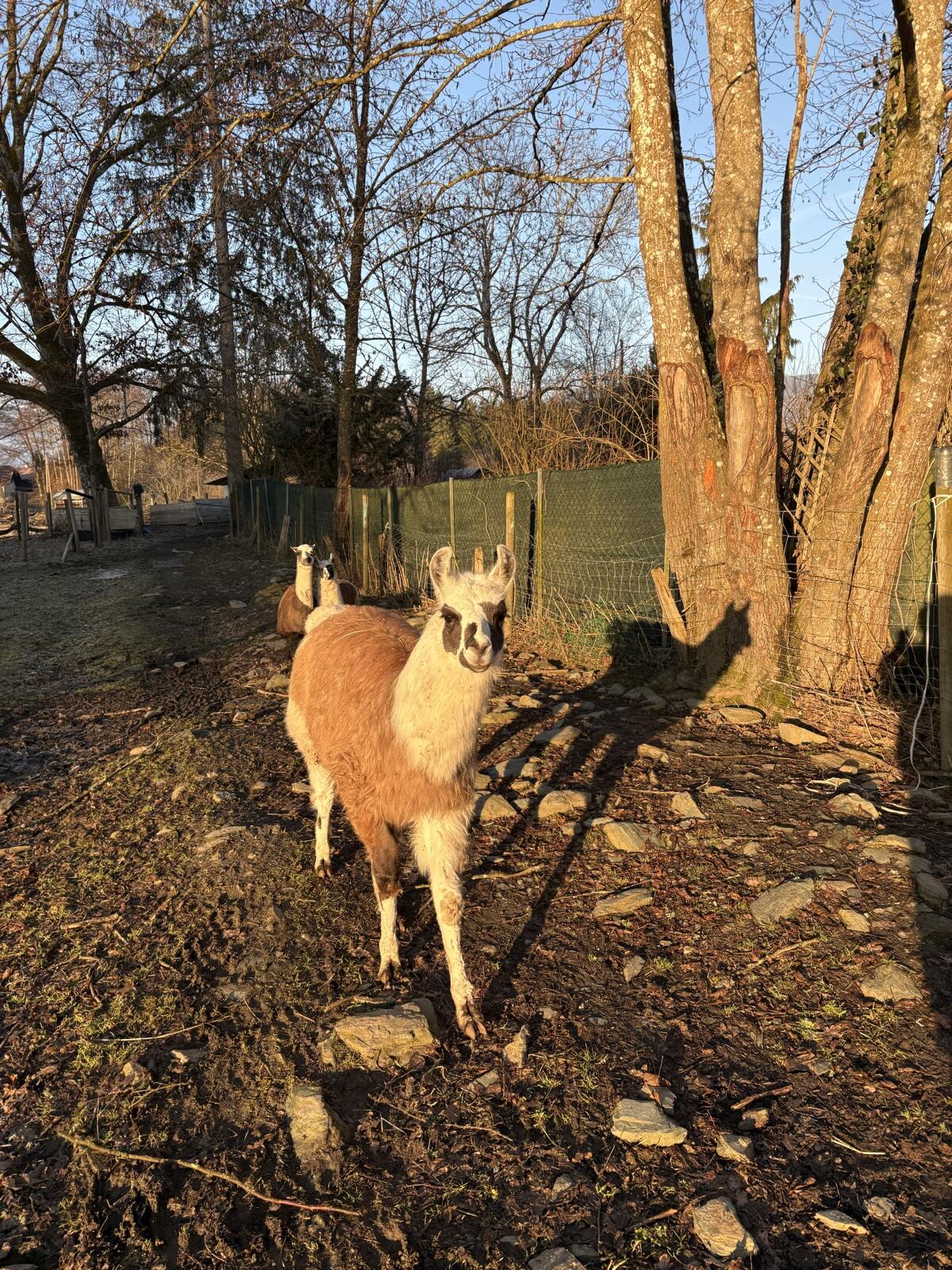Lamas zu verkaufen 2