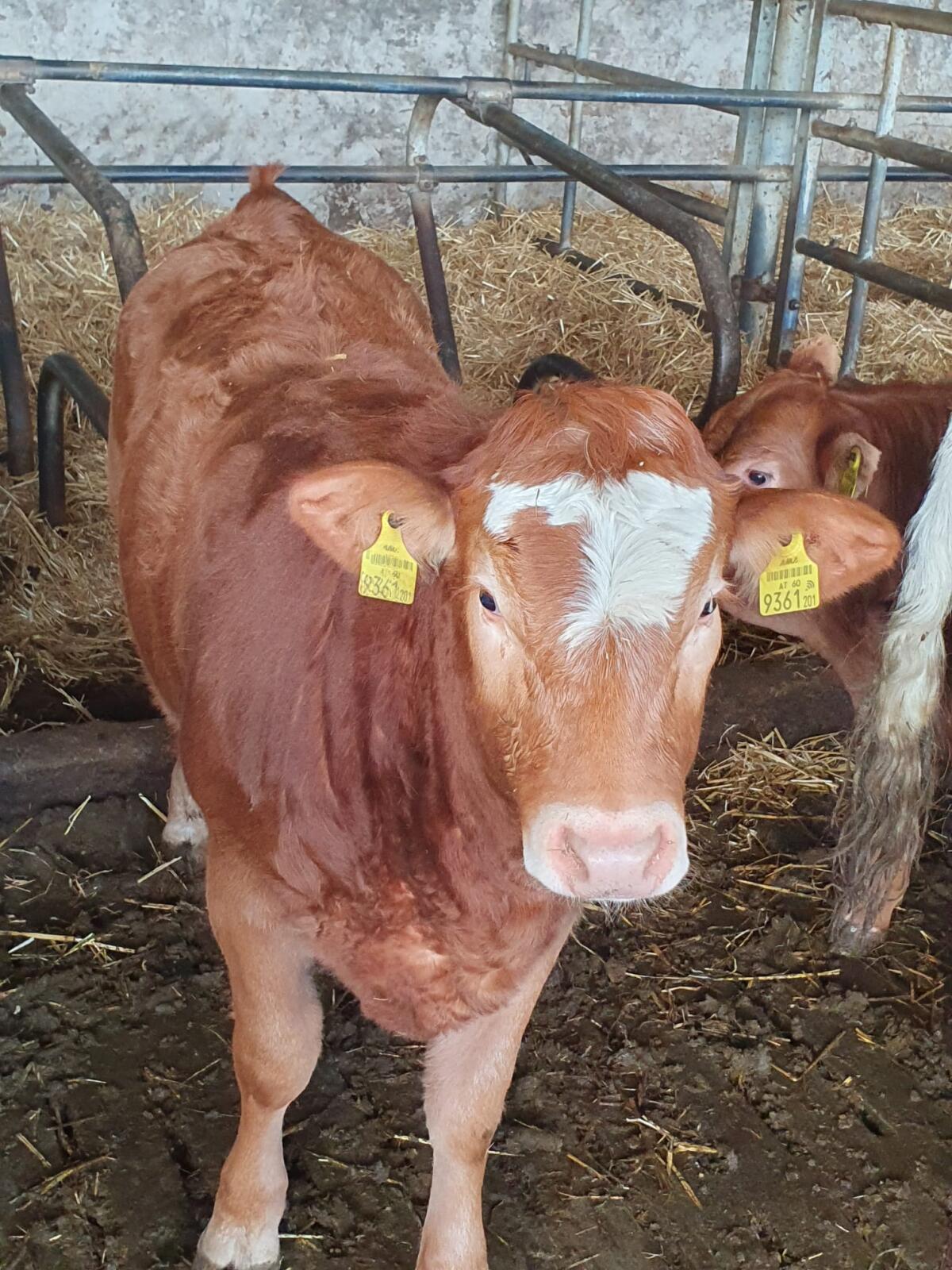 Verkaufe Fleckvieh Kuh 3