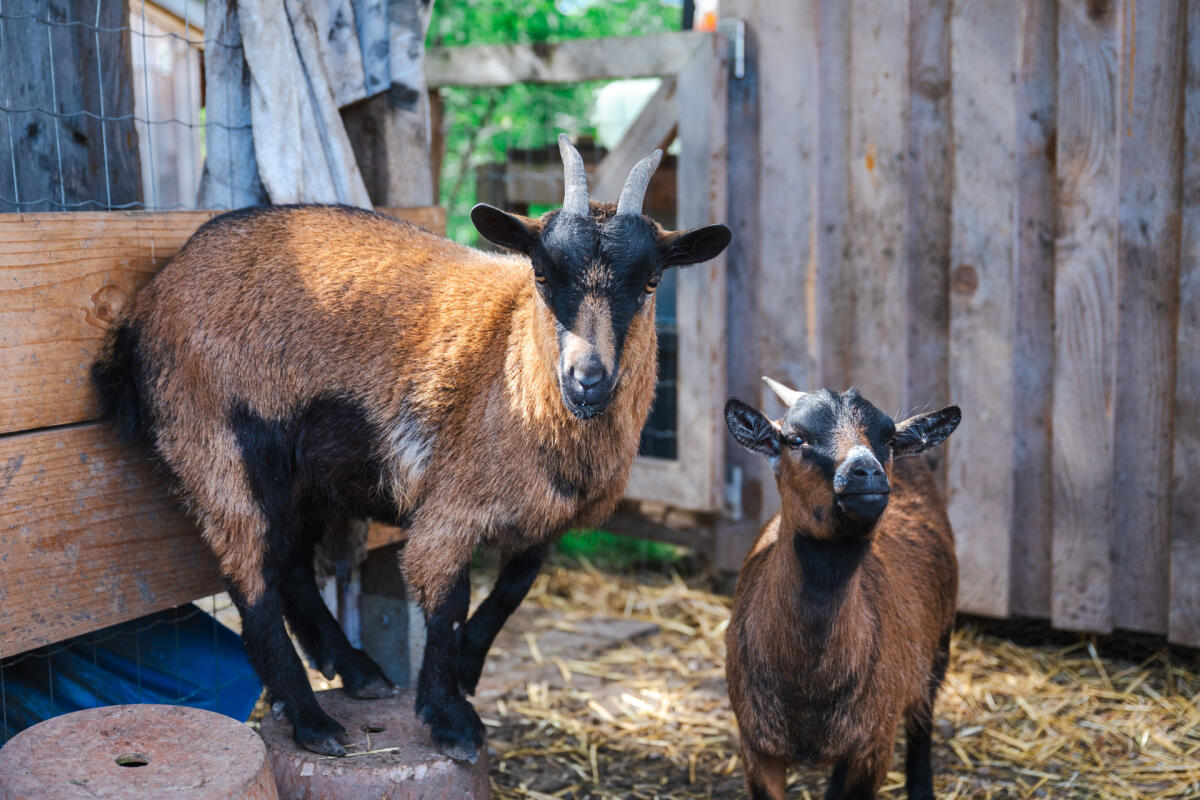 Zwergziegen 2