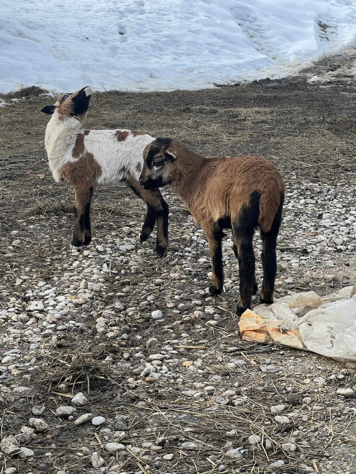 Kamerun-Bock braun 2