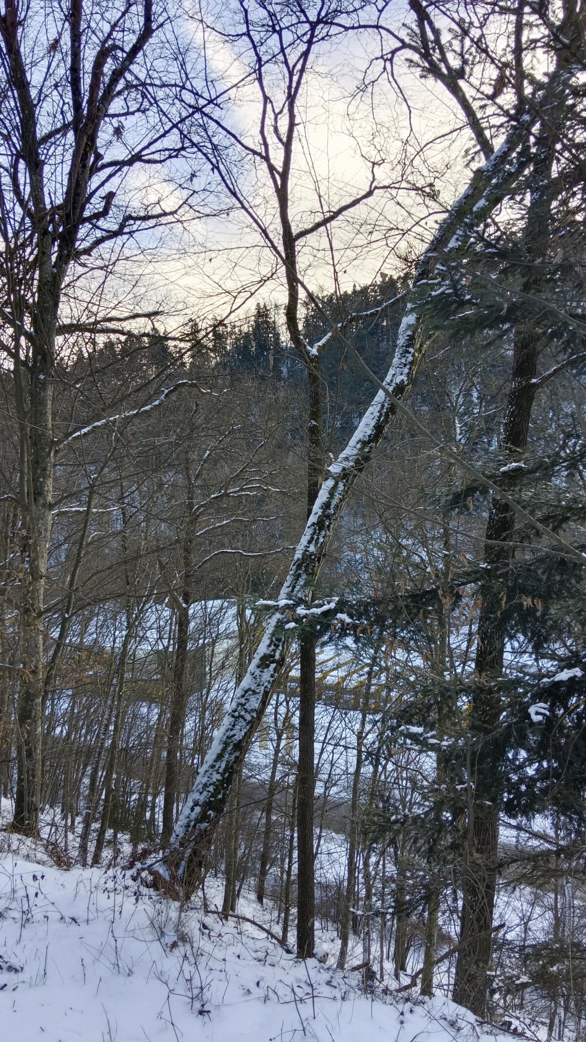 Hackgut-Brennholz ca. 100 RM zu verschenken 2
