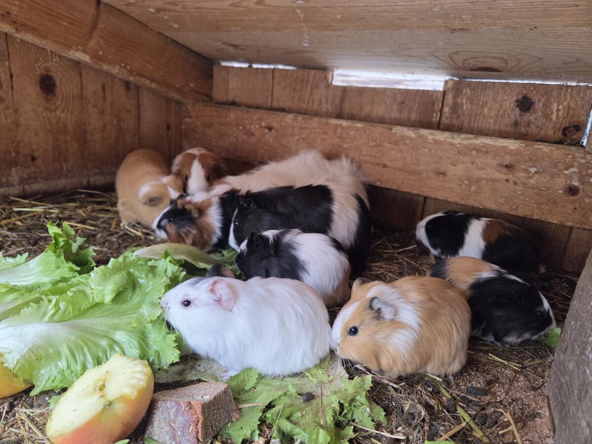 Meerschweinchen 3