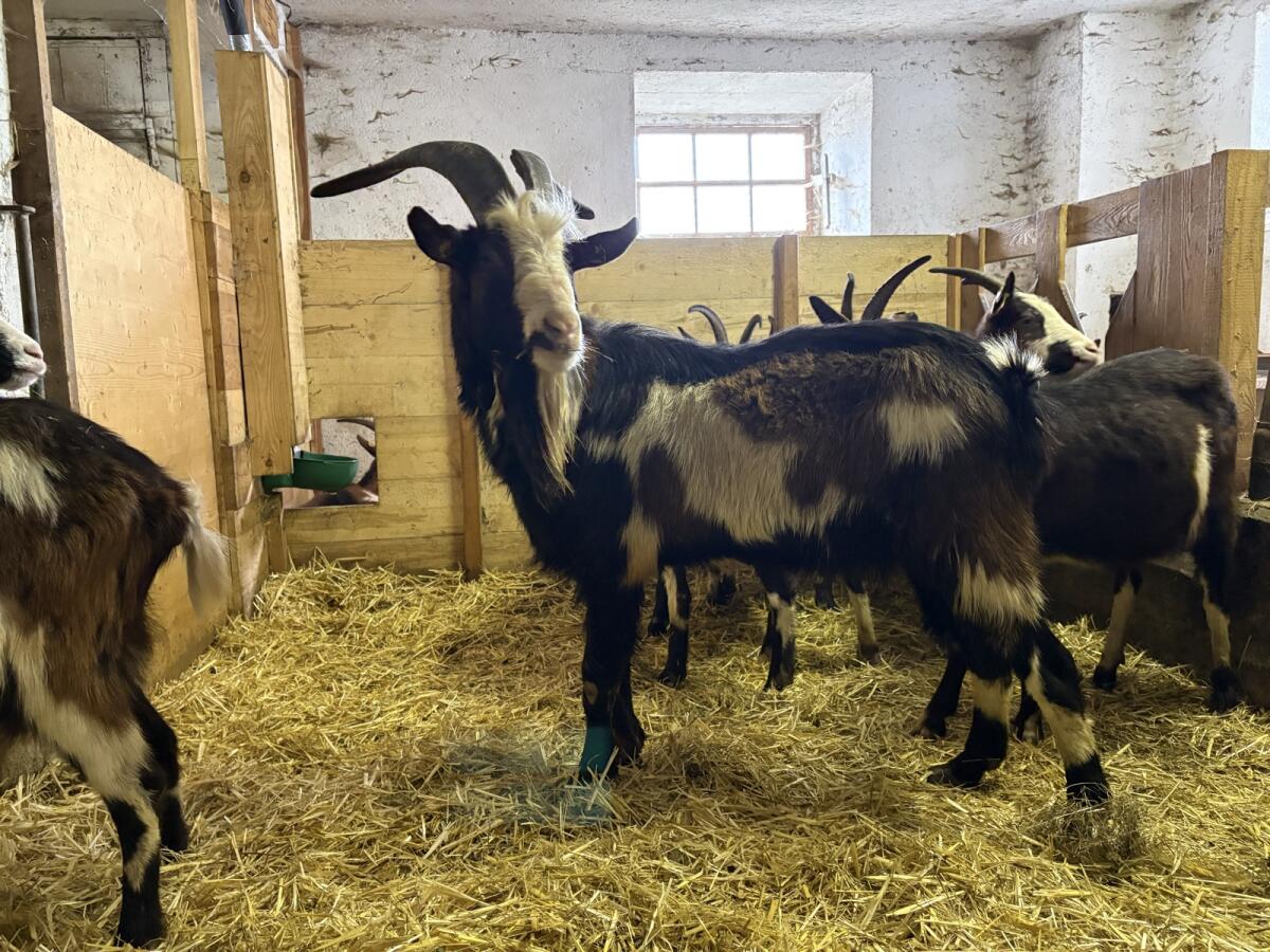 Verkaufe Tauernscheckenbock Alf 3