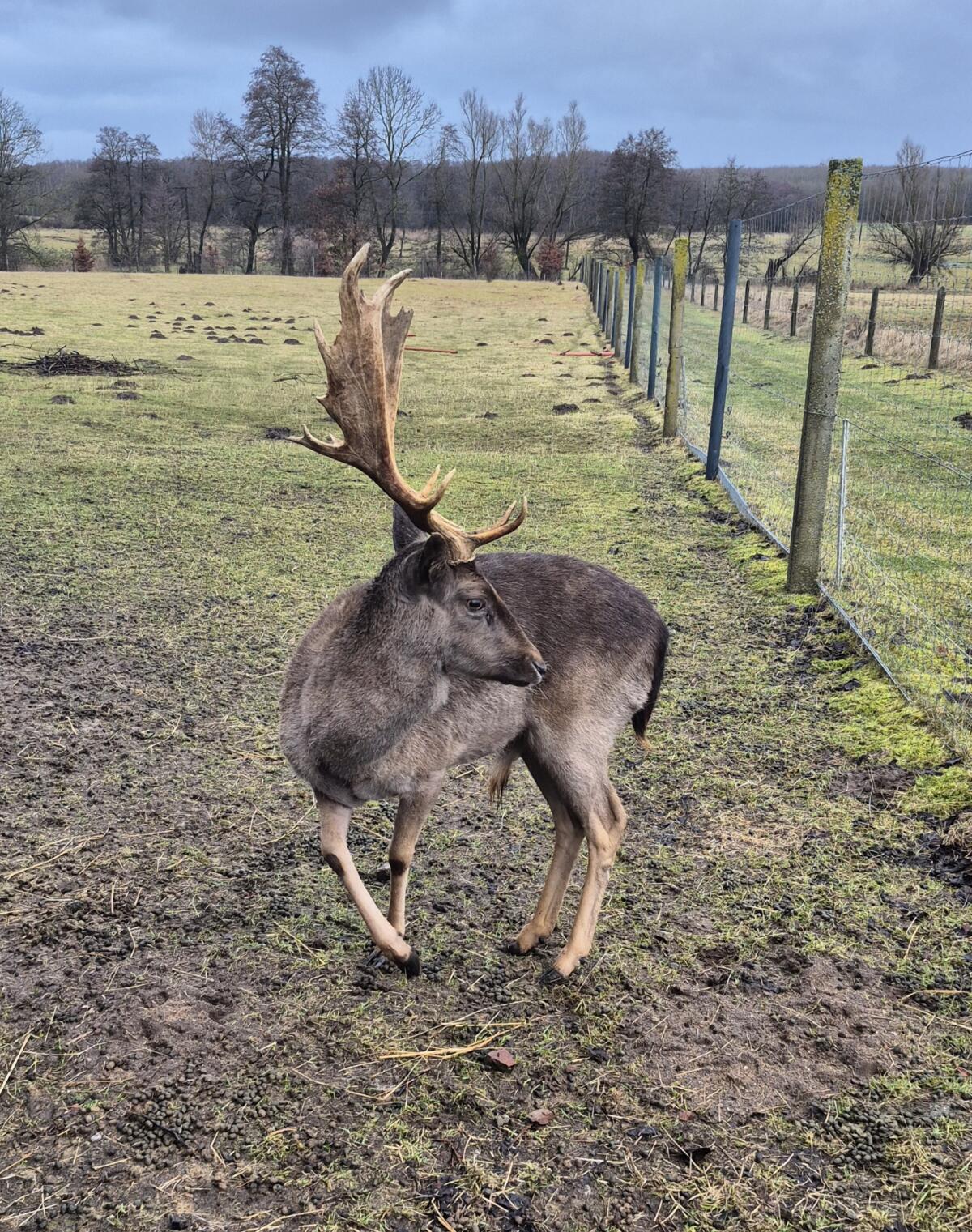 Damhirsch 3