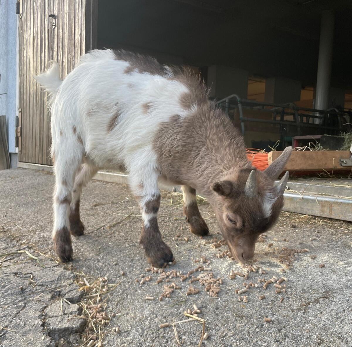 Mini Zwergziegenbock 2