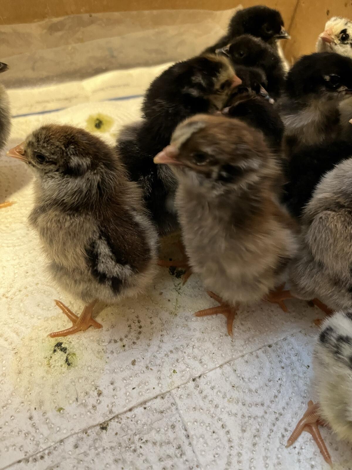 Küken von Zweinutzungsrassen 2