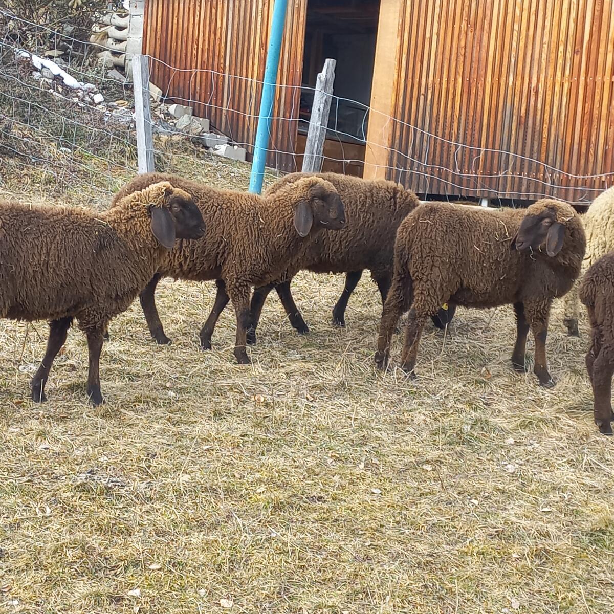 Braune Bergschaflämmer 3