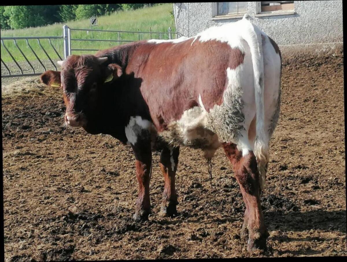 Original Pinzgauer Zuchtstier 3