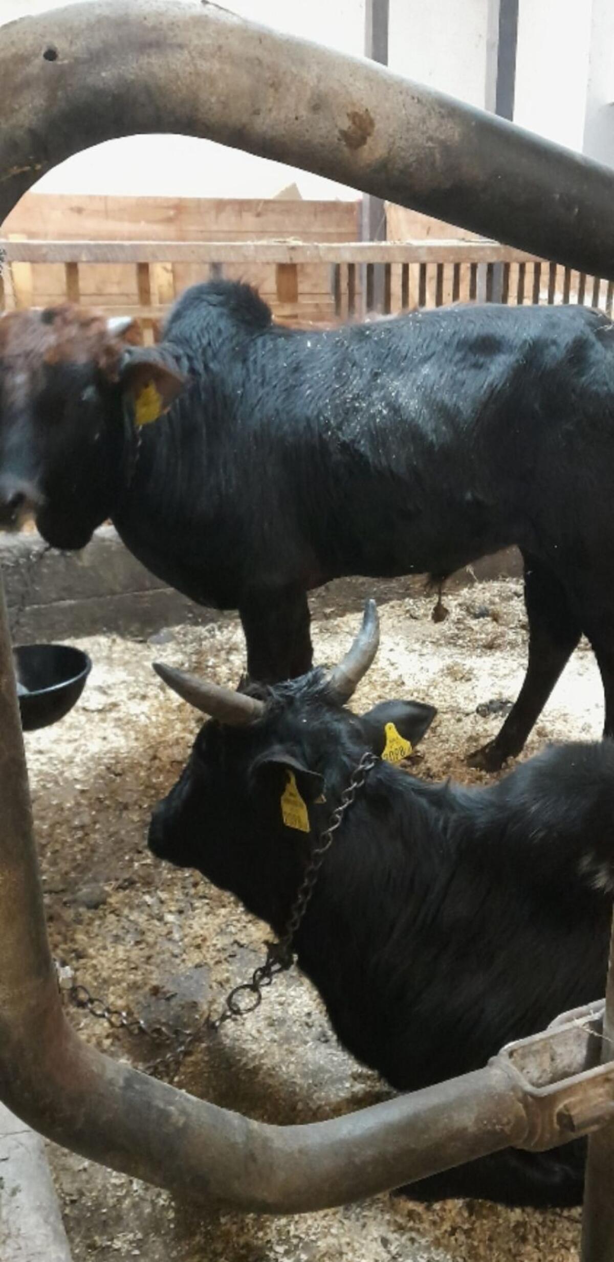 Zebu 3