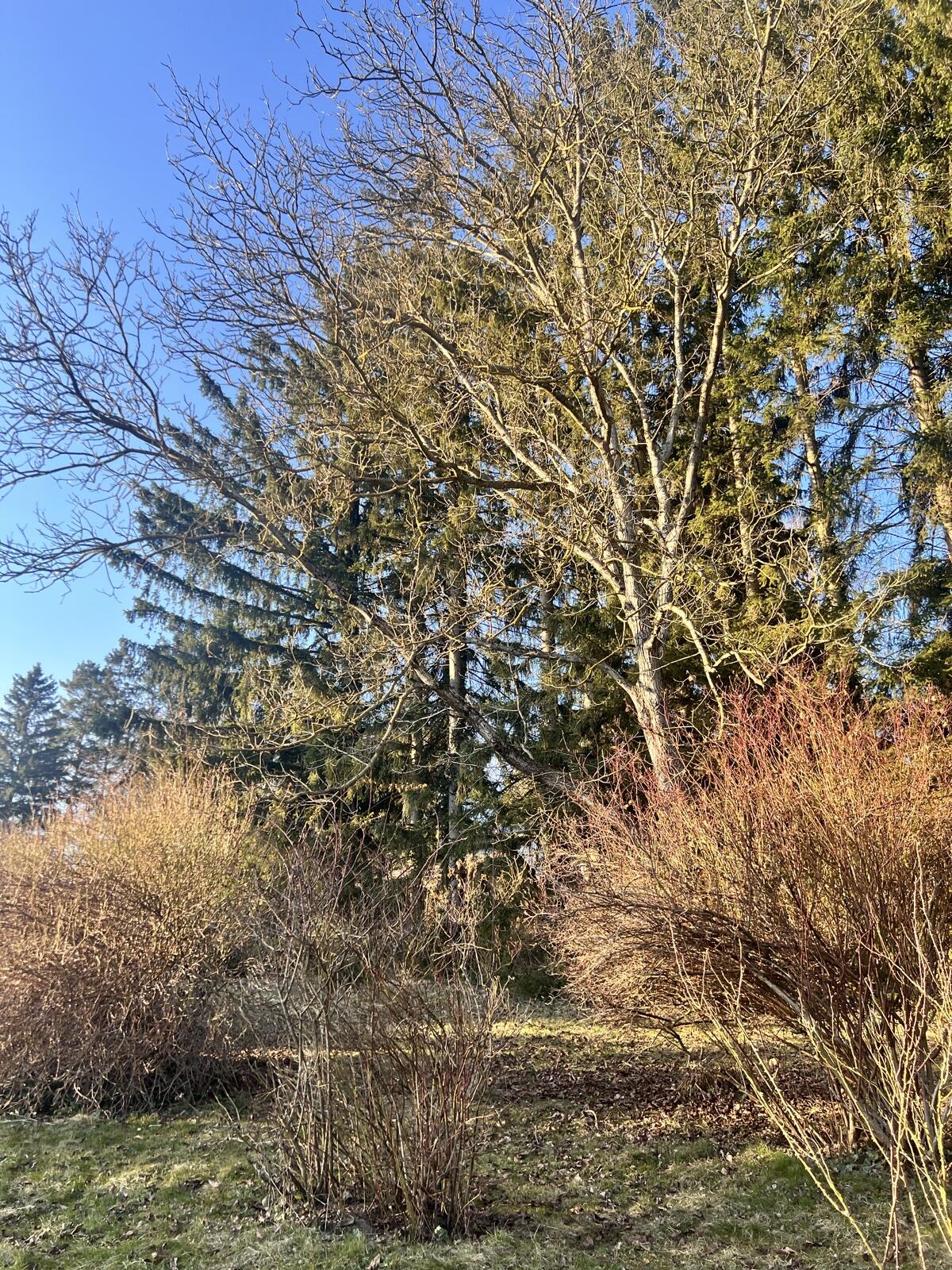 Bäume, Brennholz zu verschenken 3