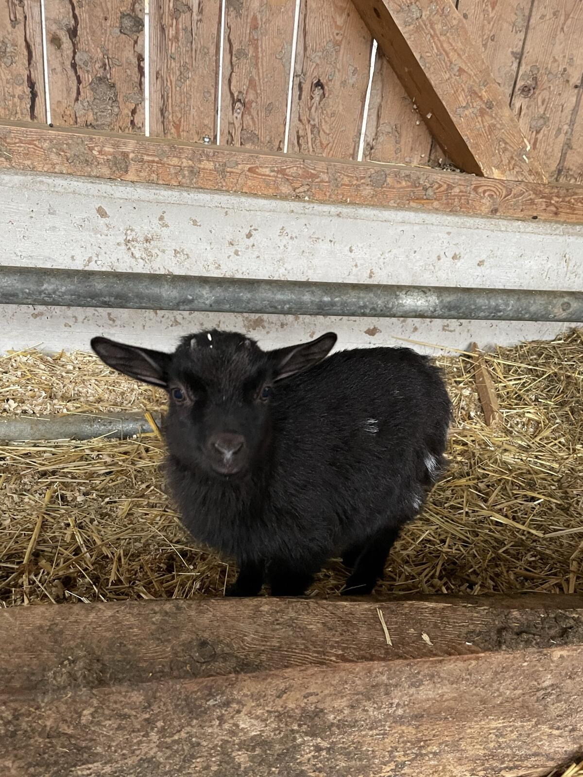 Zwergziege weiblich 2