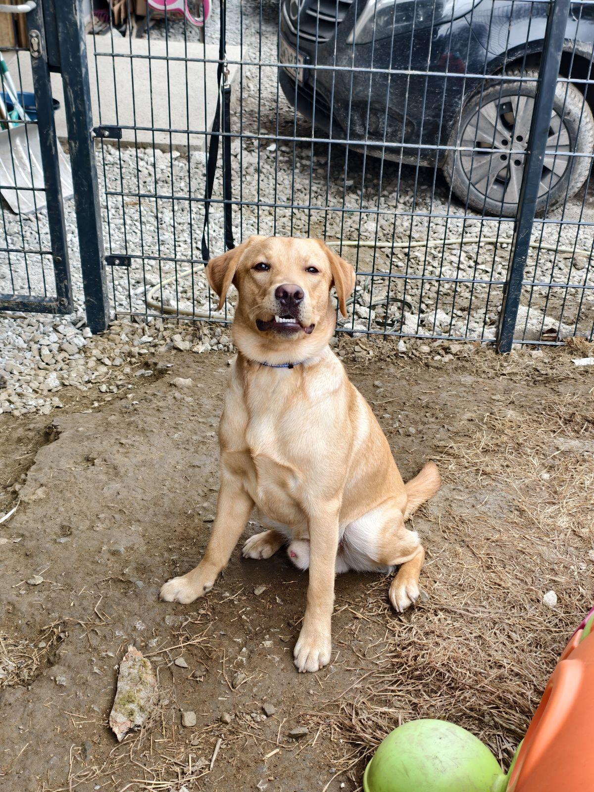 Labrador mit Ahnentafel 3