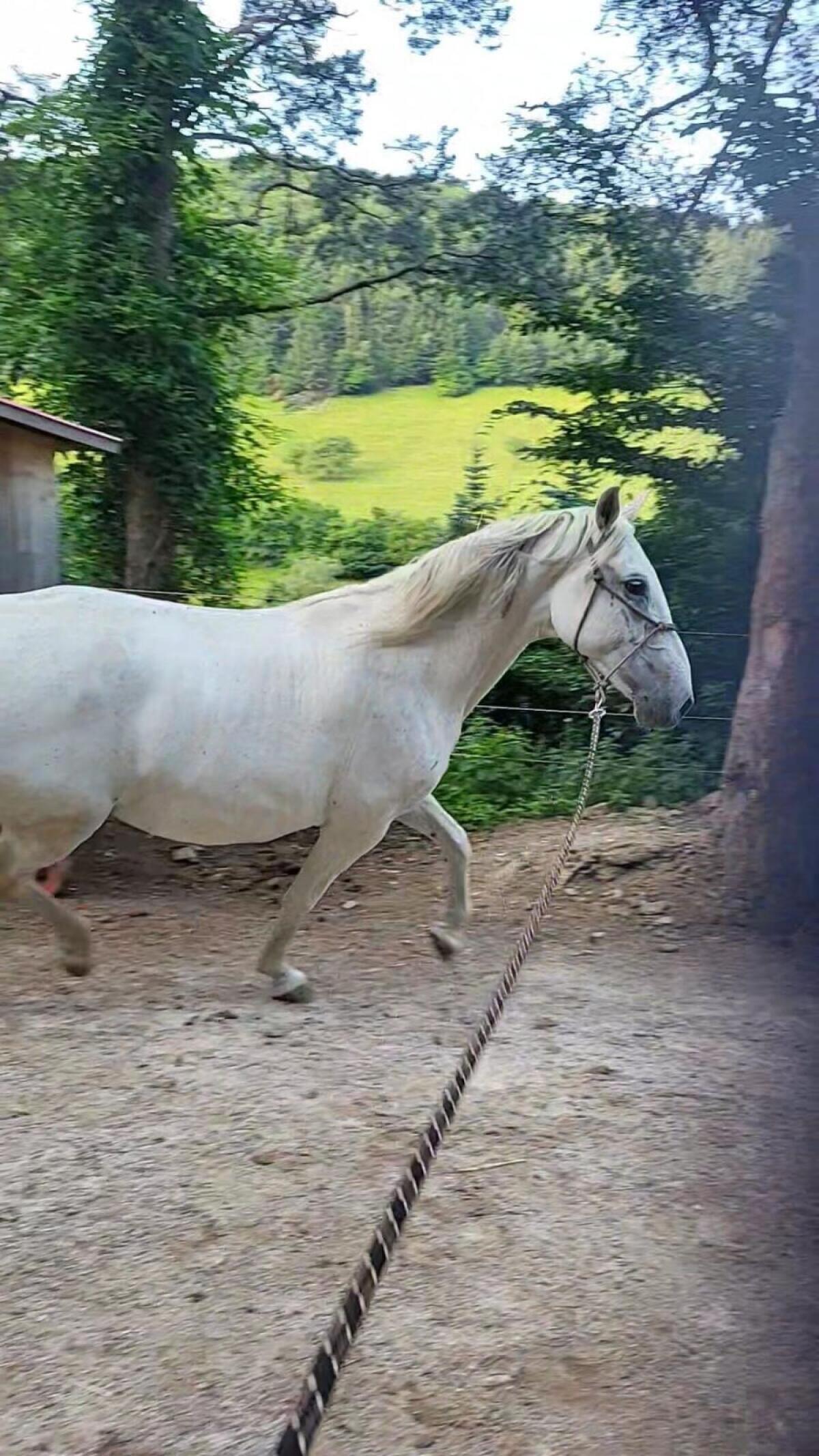 10j. Lipizzanerstute zum Selber-Ausbilden 2