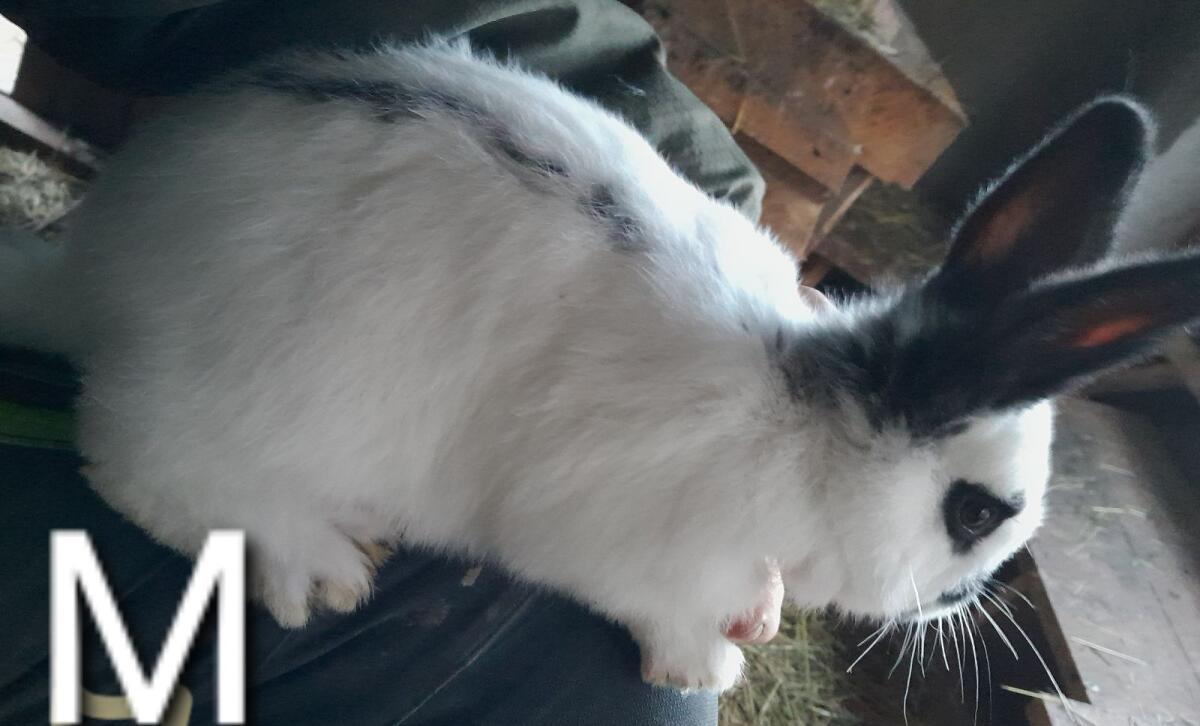 Deutsche Riesenschecken 3