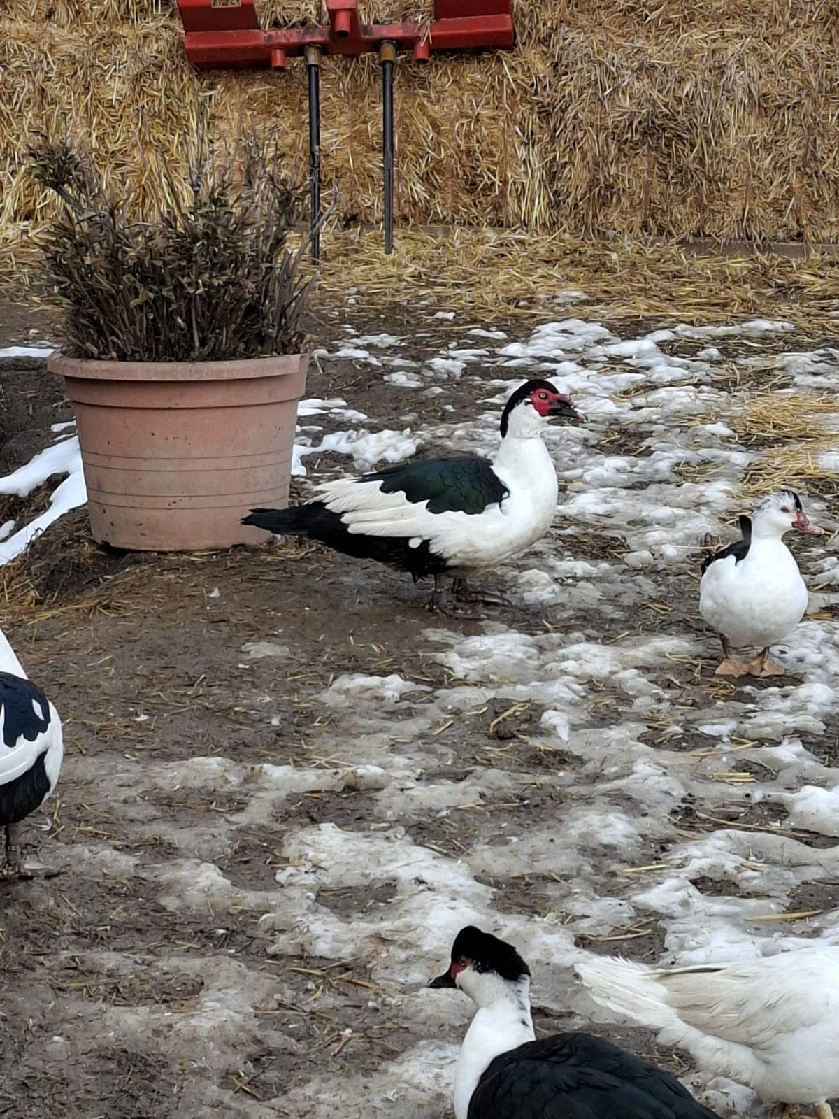 Warzenenten Herzschecken 3