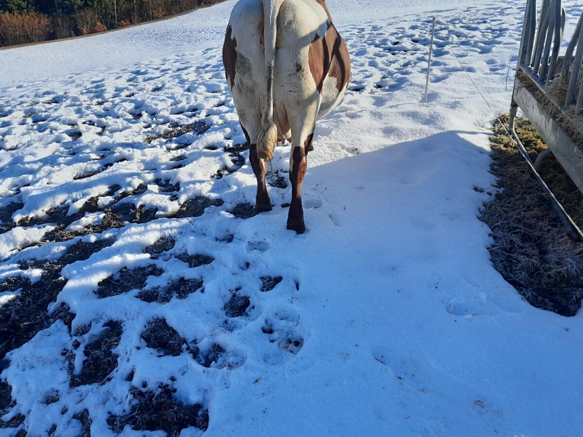 Pinzgauer Kuh trächtig 2
