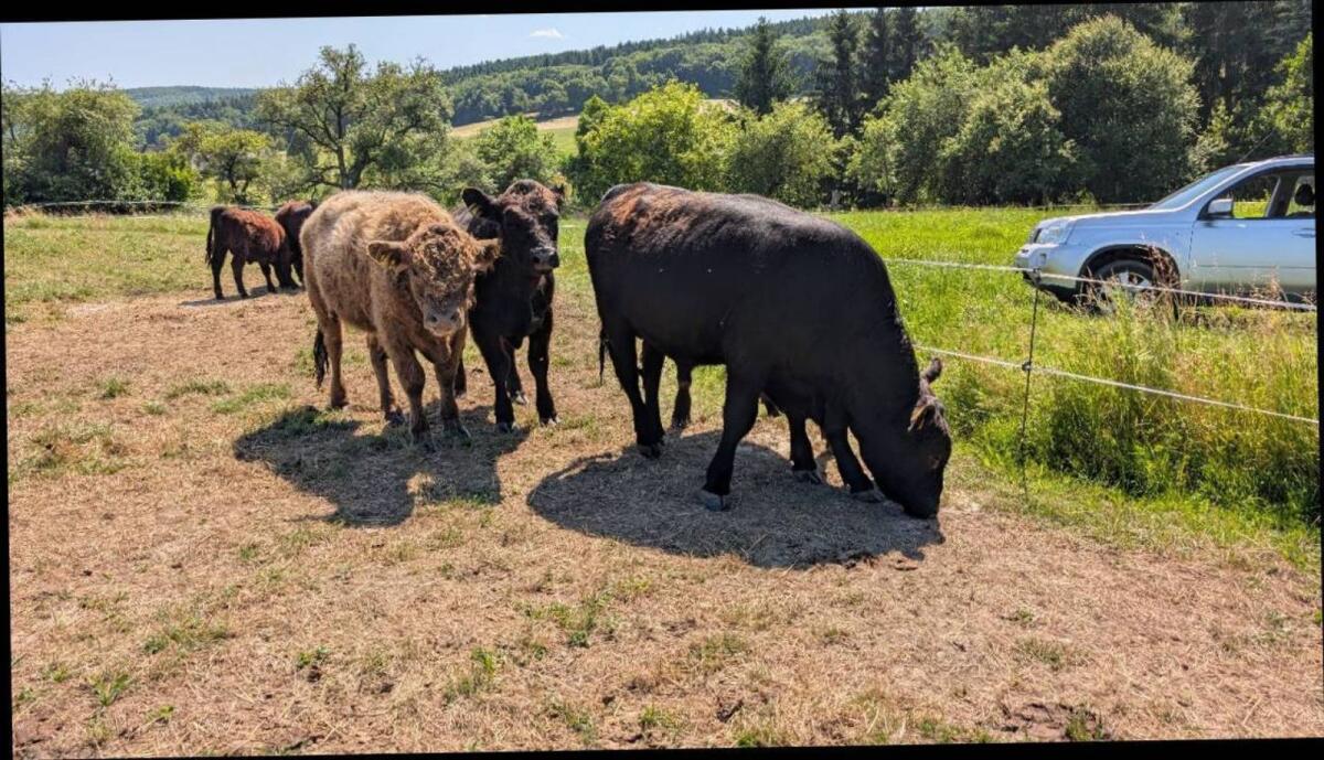 Galloway Kalbinnen und Stiere 3