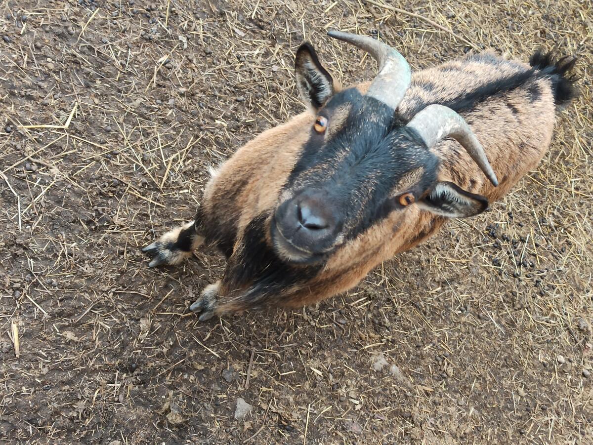 Zwergziegen zu verkaufen 2