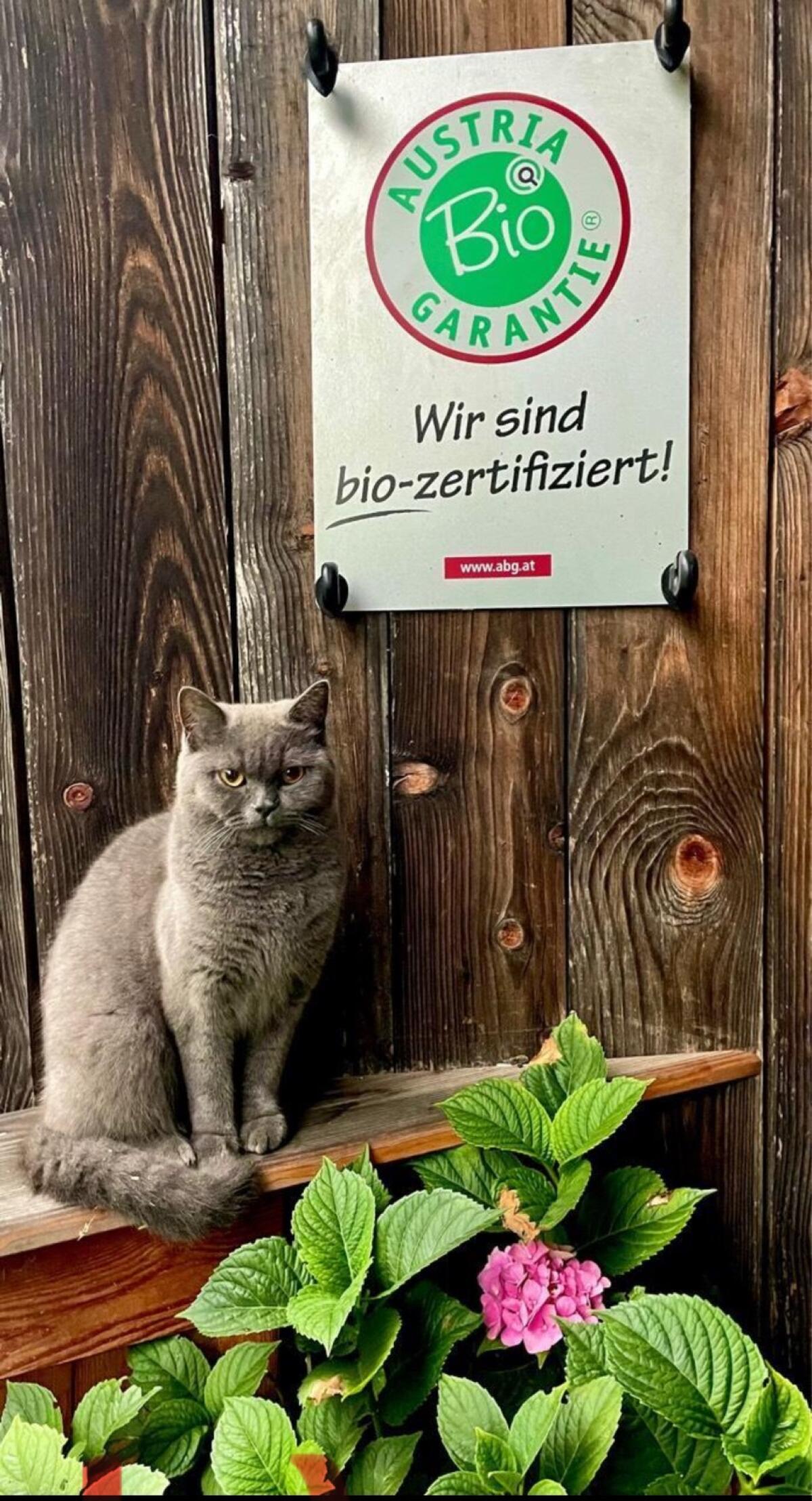 Zwergziege Burenziege Blobe 3