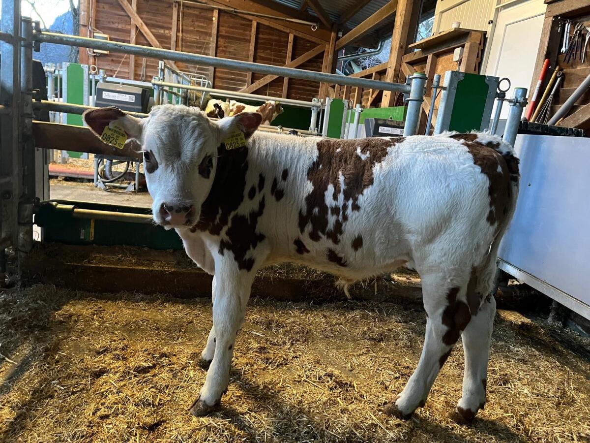 Stierkalb Normande 2