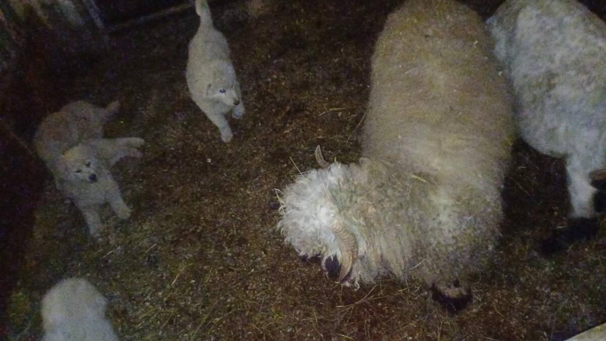 Maremmen-Abruzzen-Herdenschutz-Schäferhunde aus Südtirol 3