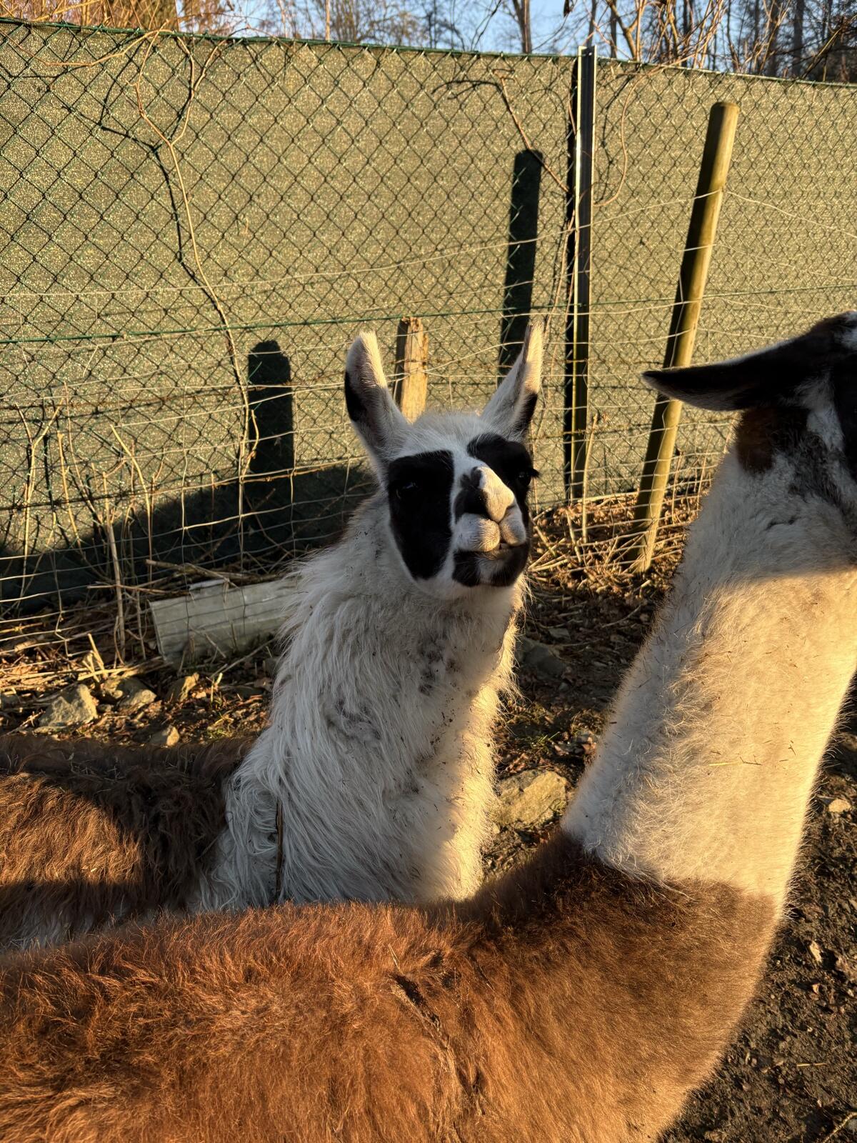 Lamas zu verkaufen 3